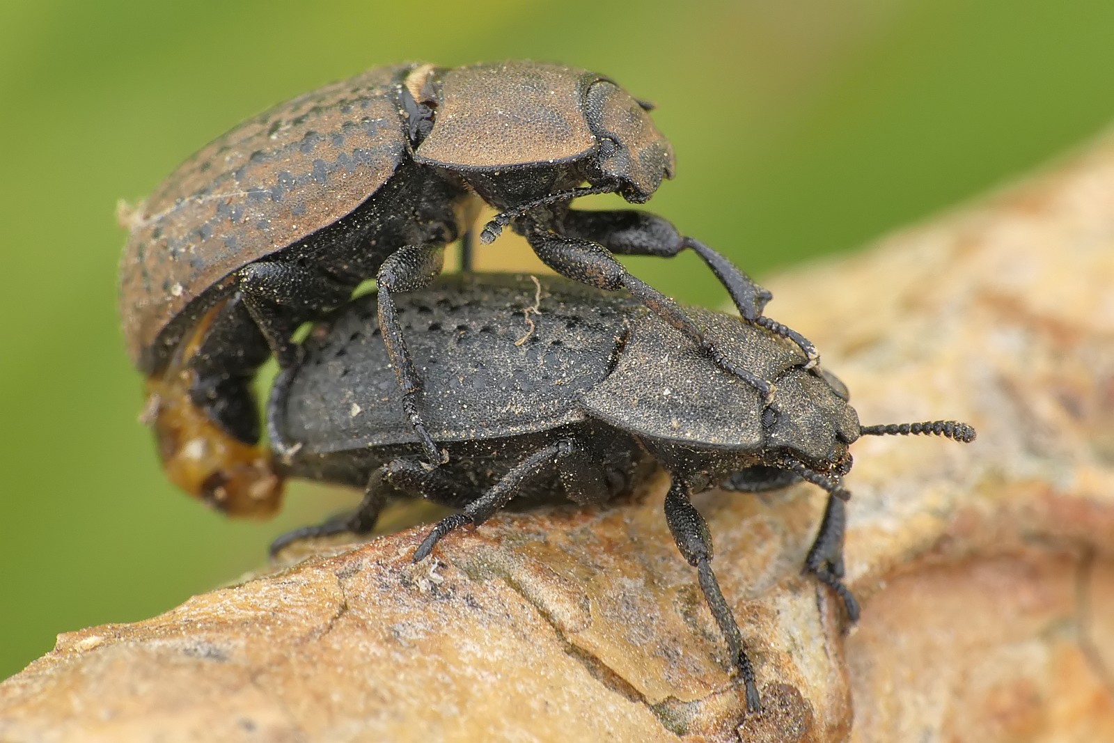 Nazwa:  52052577266_bc3a4ab535_o.jpg
Wyświetleń: 136
Rozmiar:  371,6 KB