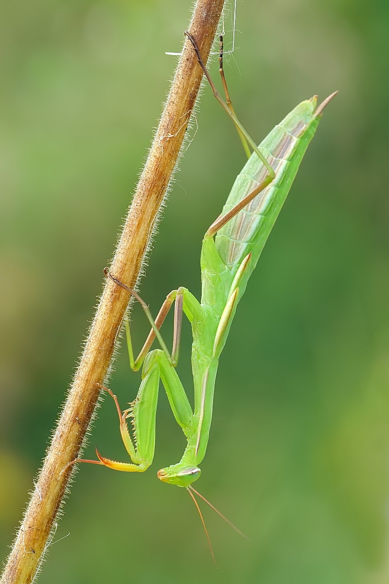 Nazwa:  52055092409_01c1ea4813_o.jpg
Wyświetleń: 152
Rozmiar:  146,6 KB