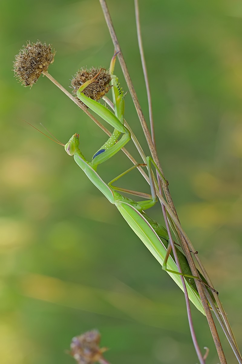 Nazwa:  52059951025_9450e333a3_o.jpg
Wyświetleń: 105
Rozmiar:  123,5 KB