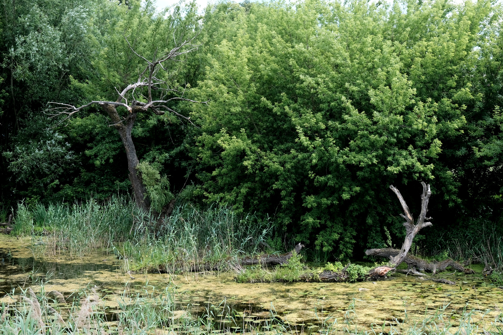 Nazwa:  DSCF1296.JPG
Wyświetleń: 113
Rozmiar:  1,15 MB