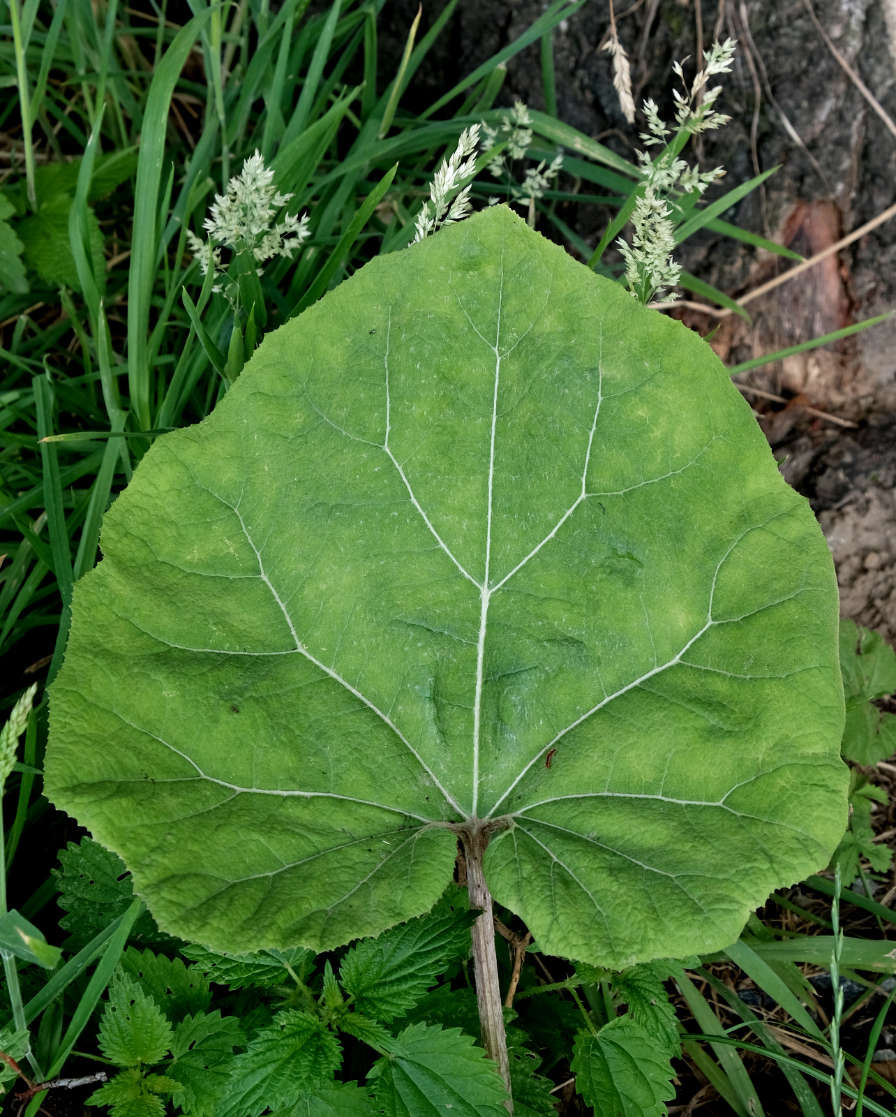 Nazwa:  DSCF1362.JPG
Wyświetleń: 268
Rozmiar:  836,9 KB