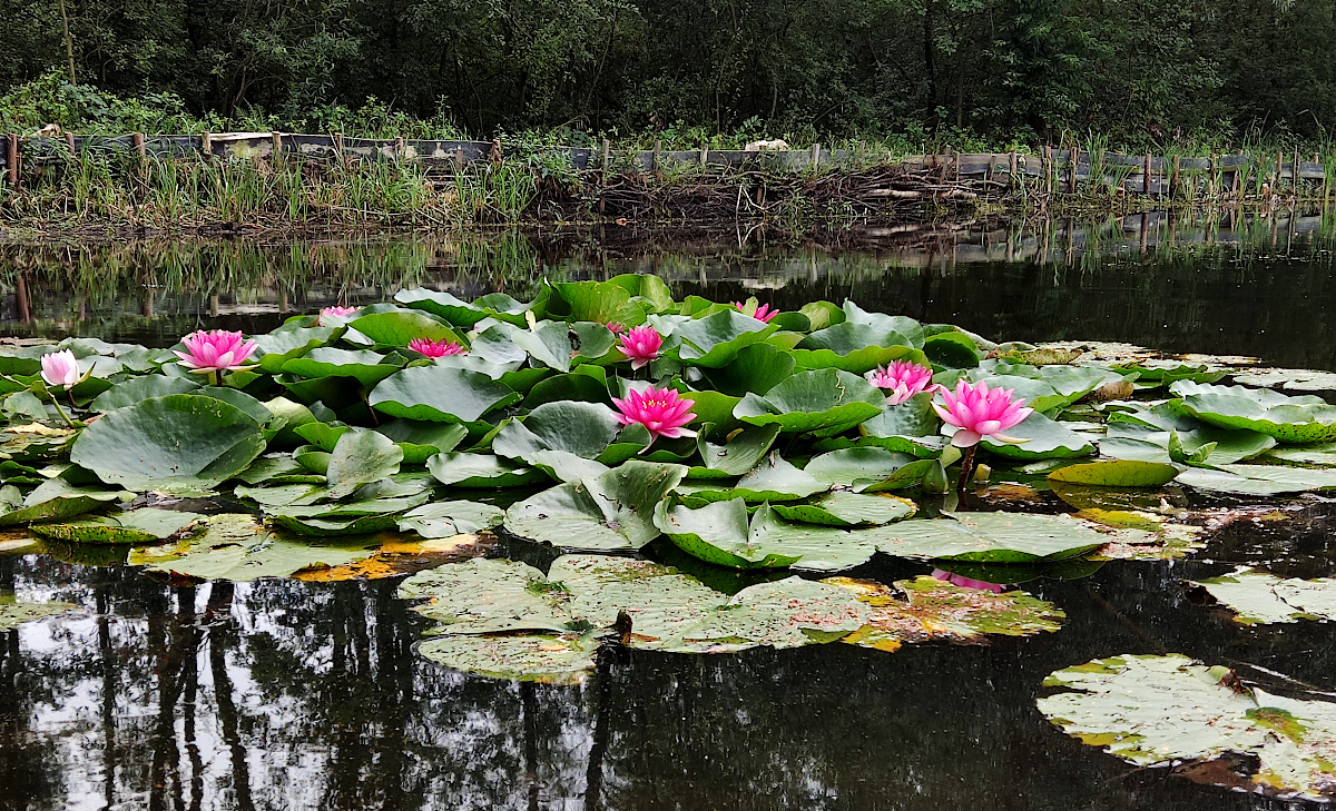 Nazwa:  IMG_20220821_135015.jpg
Wyświetleń: 208
Rozmiar:  828,1 KB