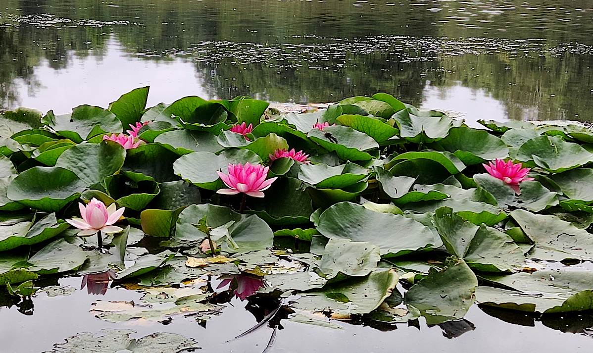 Nazwa:  IMG_20220821_135041.jpg
Wyświetleń: 205
Rozmiar:  827,4 KB