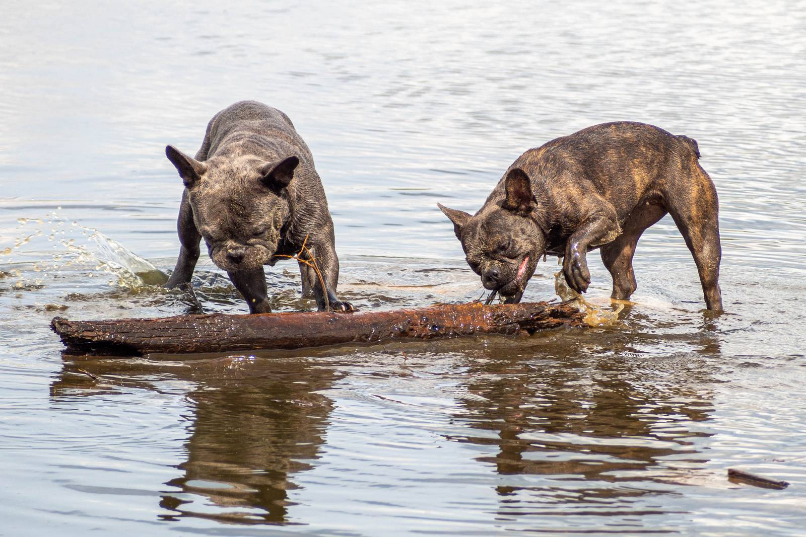 Nazwa:  p1.jpg
Wyświetleń: 117
Rozmiar:  290,2 KB