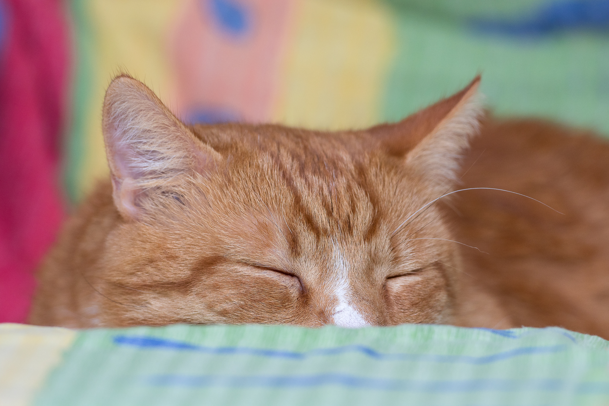 Nazwa:  P8020008.jpg
Wyświetleń: 182
Rozmiar:  1,99 MB