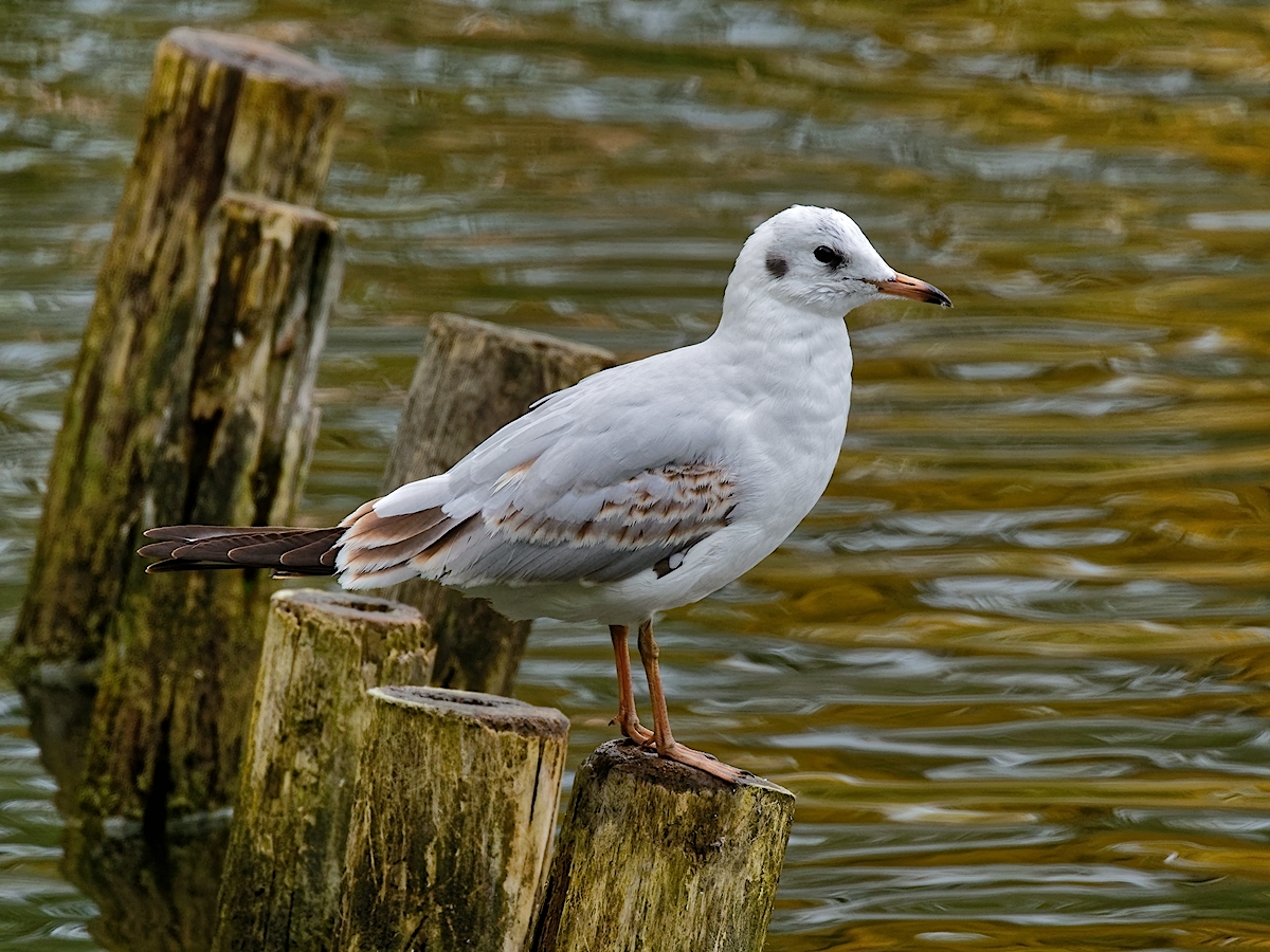 Nazwa:  mewa śmieszka.jpg
Wyświetleń: 170
Rozmiar:  852,3 KB