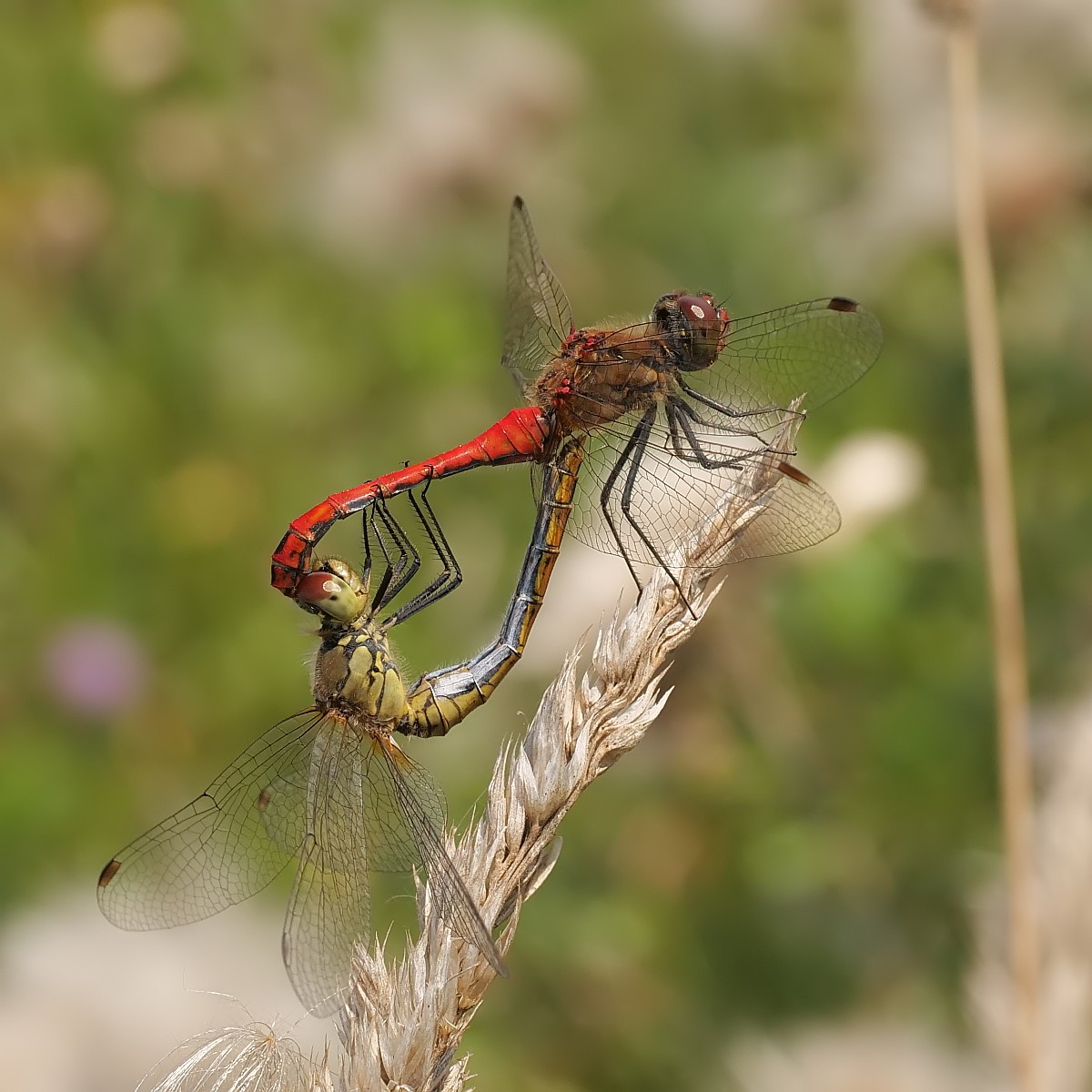 Nazwa:  52289860559_ec80284f31_o.jpg
Wyświetleń: 190
Rozmiar:  221,9 KB