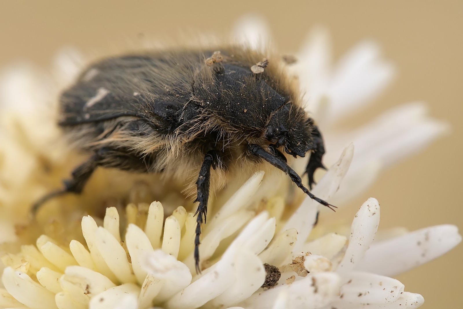 Nazwa:  52310987104_5a5df55db1_o.jpg
Wyświetleń: 209
Rozmiar:  222,1 KB