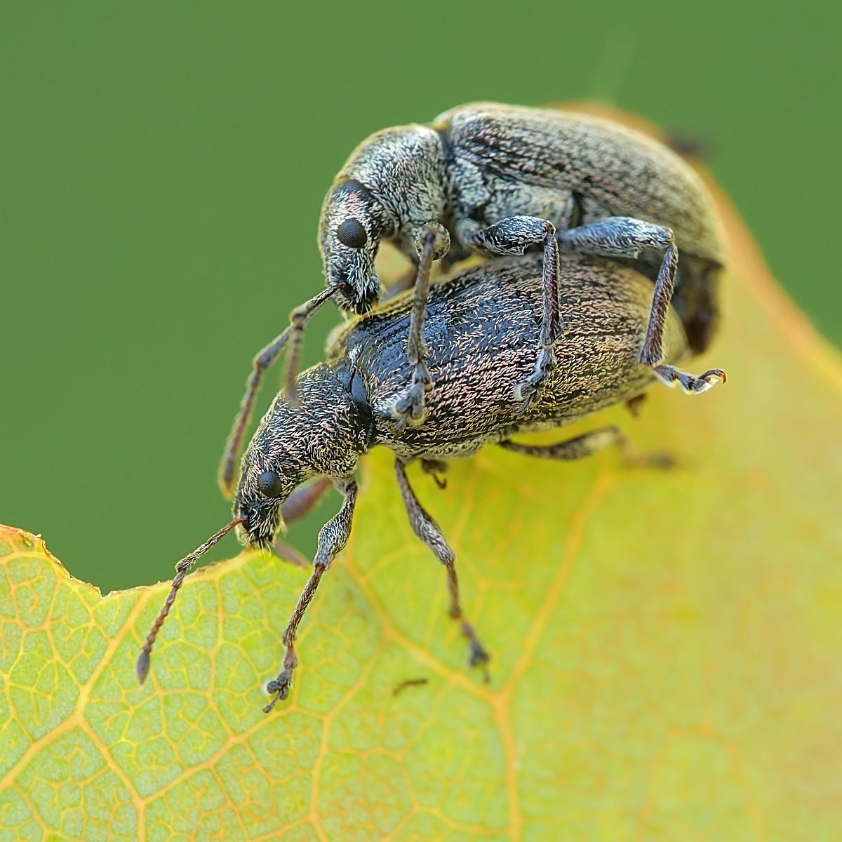 Nazwa:  52327677355_f10dd94d59_o.jpg
Wyświetleń: 167
Rozmiar:  239,8 KB