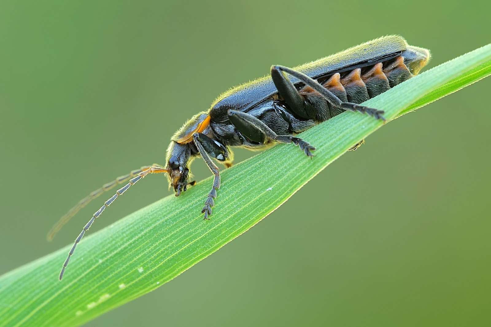 Nazwa:  52334589005_5d99d8c3a1_o.jpg
Wyświetleń: 150
Rozmiar:  221,8 KB