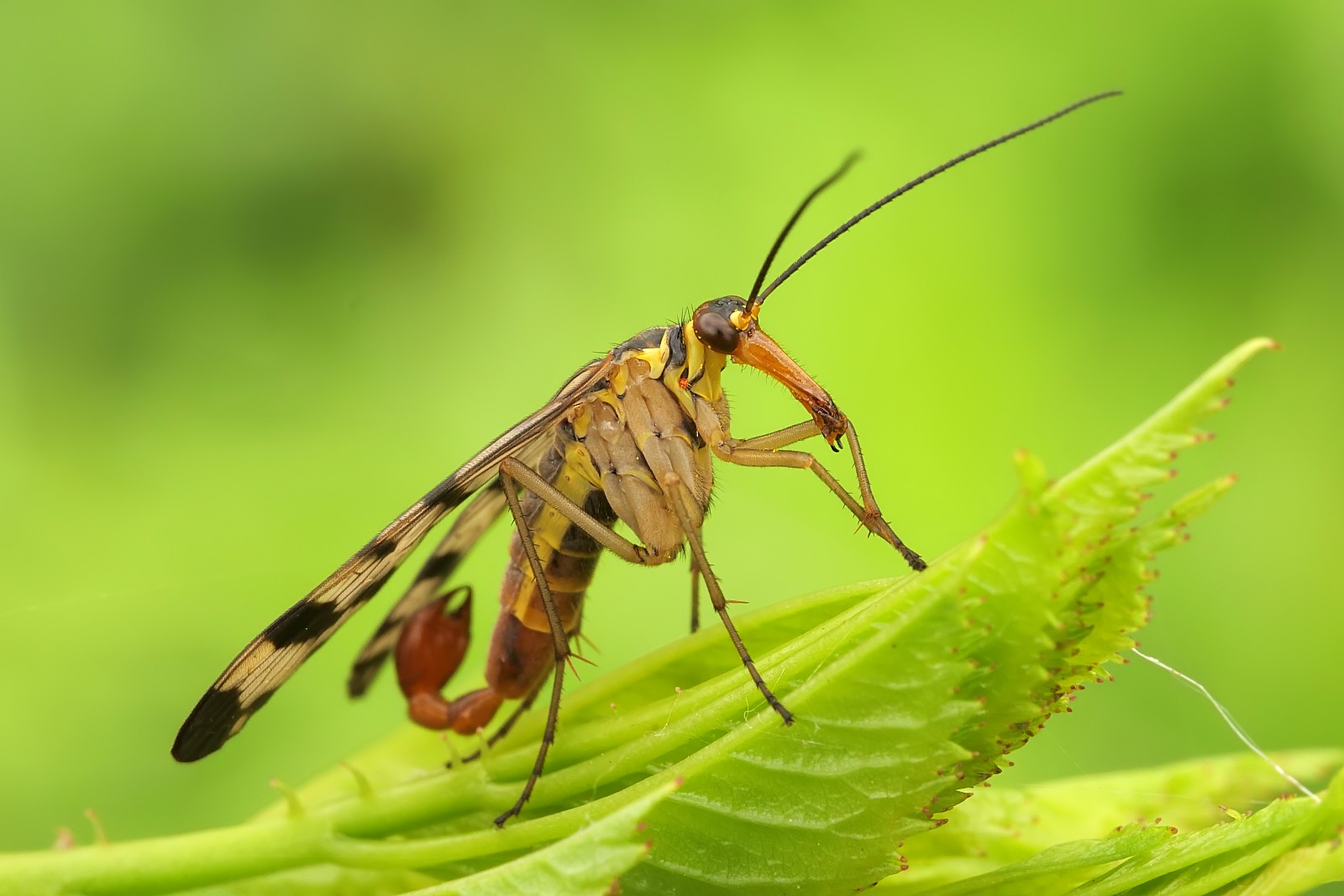 Nazwa:  52372041181_b1f189bff5_o.jpg
Wyświetleń: 181
Rozmiar:  191,8 KB