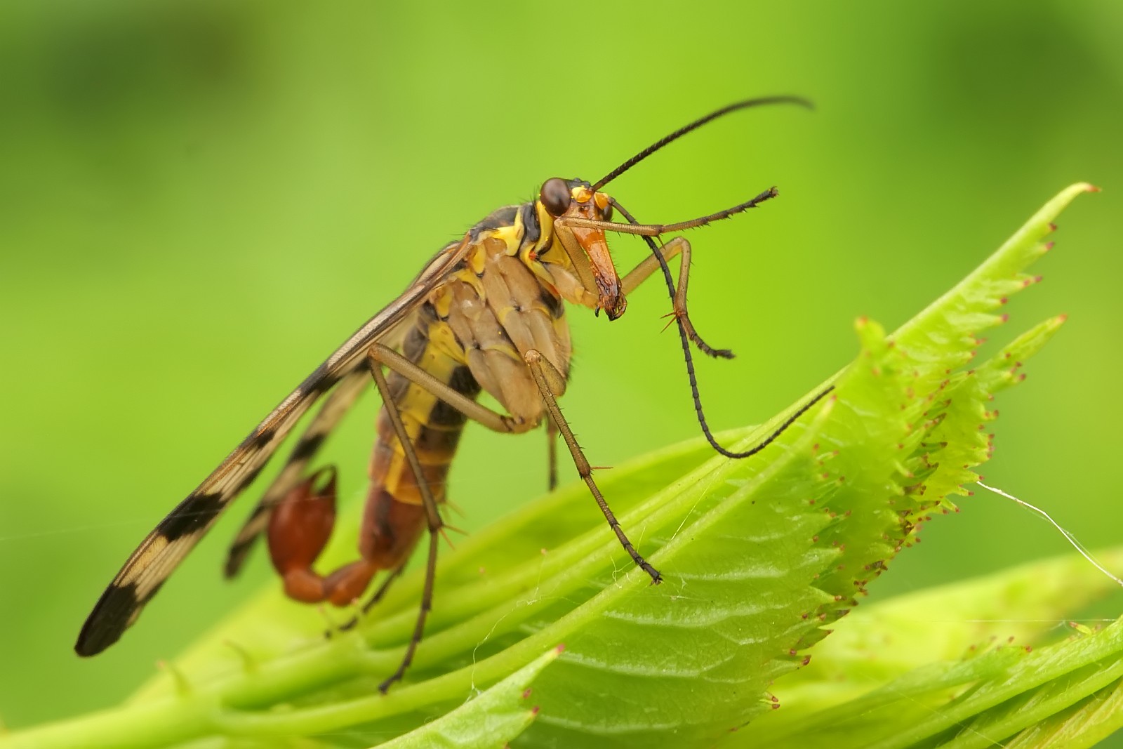 Nazwa:  52372041201_dee5cc8e8a_o.jpg
Wyświetleń: 174
Rozmiar:  193,9 KB