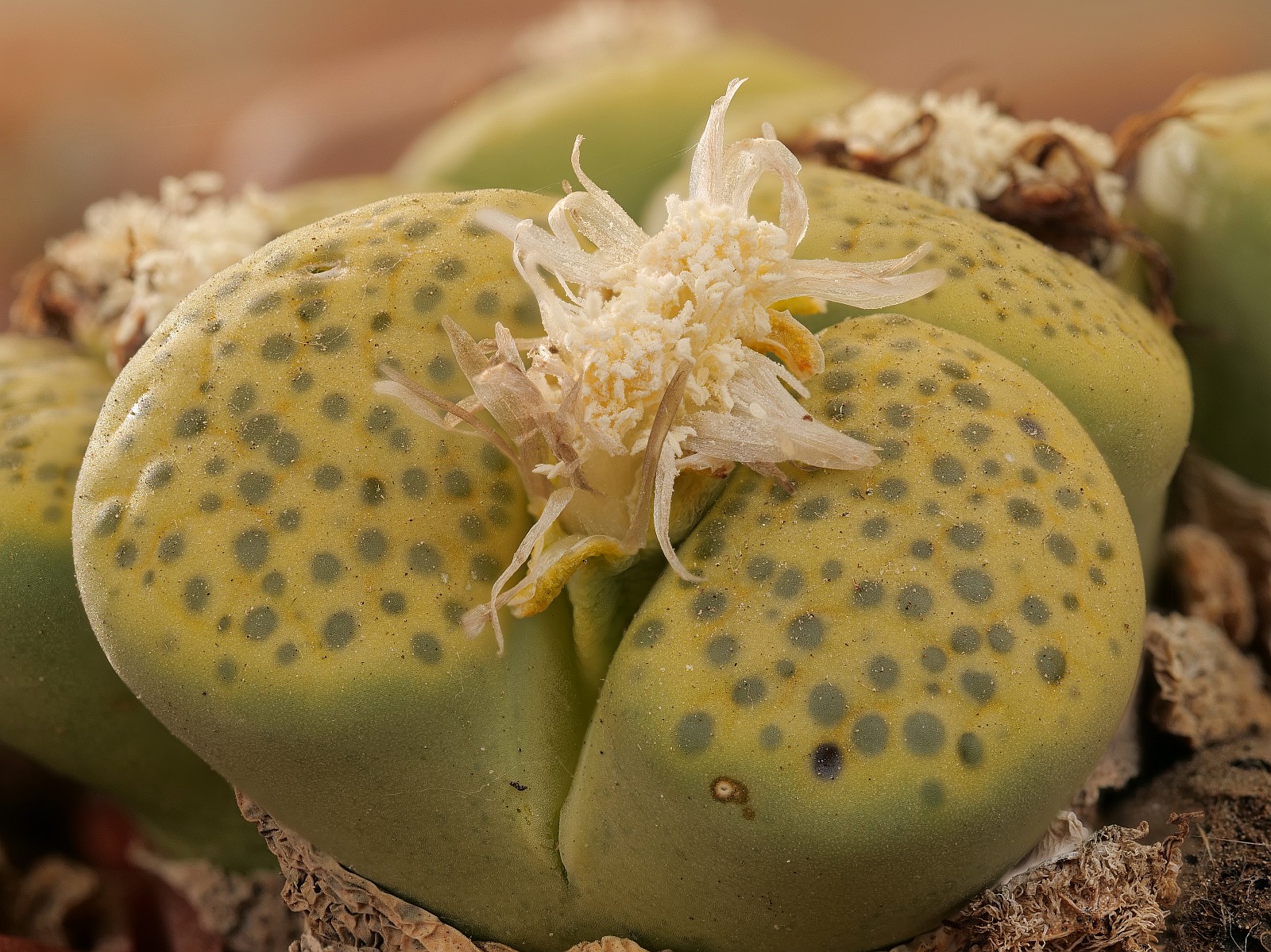 Nazwa:  Lithops291274-95d.jpg
Wyświetleń: 210
Rozmiar:  579,6 KB