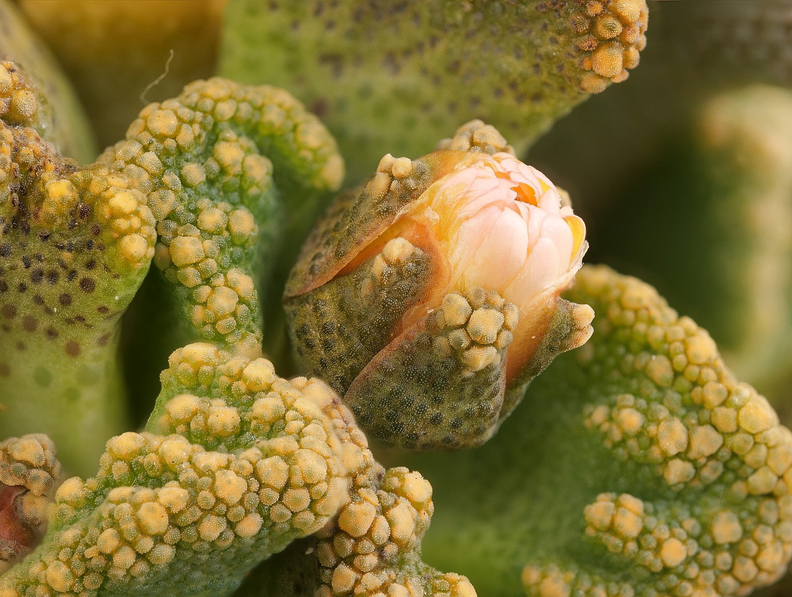 Nazwa:  Titanopsis291472-511d.jpg
Wyświetleń: 204
Rozmiar:  572,2 KB