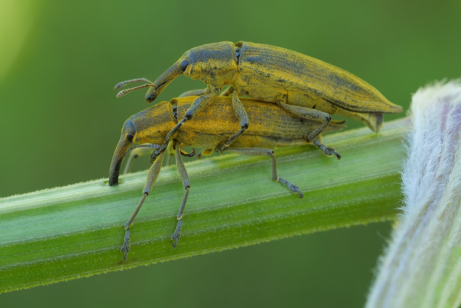 Nazwa:  52371102367_5abd4f5a86_o.jpg
Wyświetleń: 136
Rozmiar:  304,0 KB