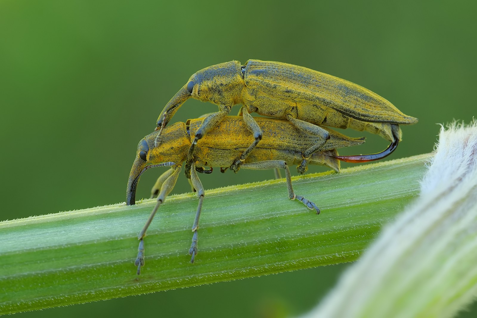 Nazwa:  52372049091_435b9938dc_o.jpg
Wyświetleń: 134
Rozmiar:  304,5 KB