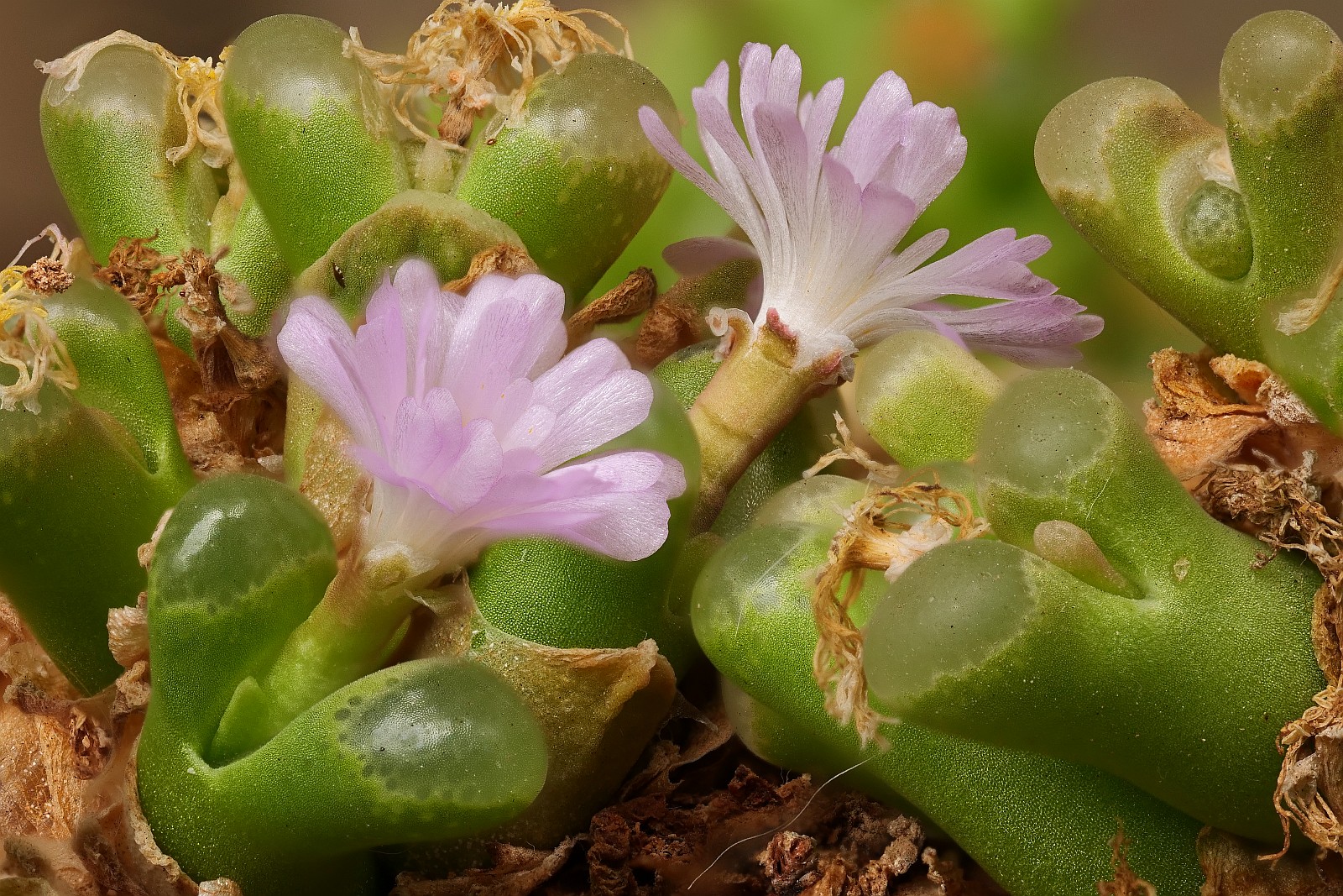 Nazwa:  Ophthalmophyllum292536-69d.jpg
Wyświetleń: 177
Rozmiar:  660,4 KB