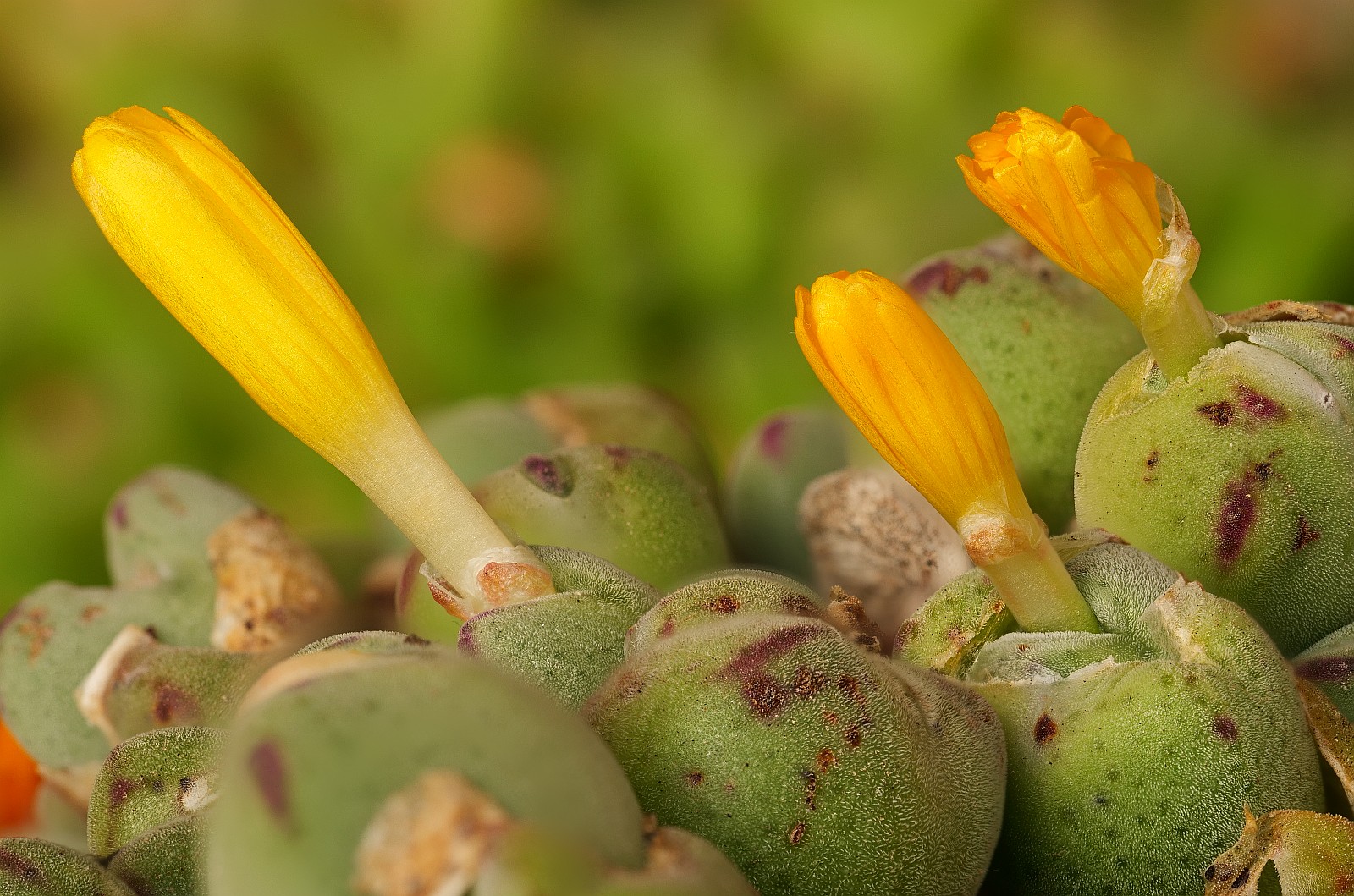 Nazwa:  Conophytum294472-95d.jpg
Wyświetleń: 179
Rozmiar:  454,9 KB