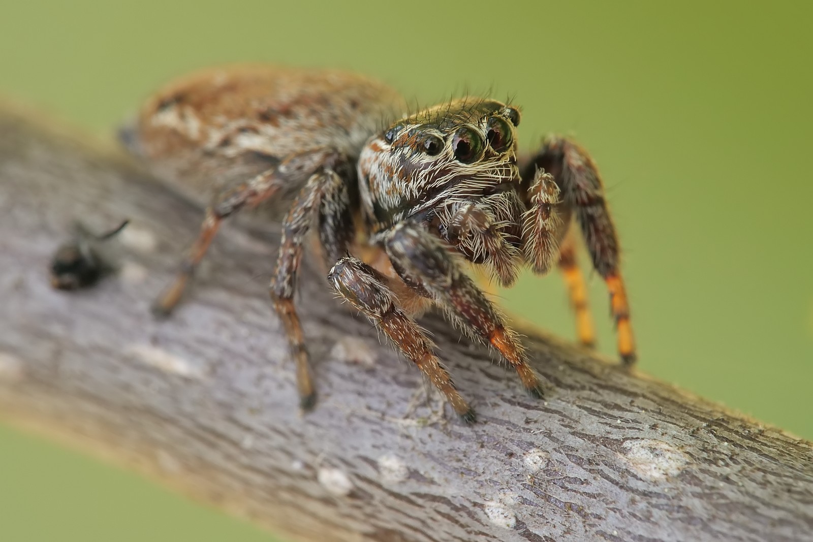 Nazwa:  52372086336_c8b229725e_o.jpg
Wyświetleń: 128
Rozmiar:  246,9 KB