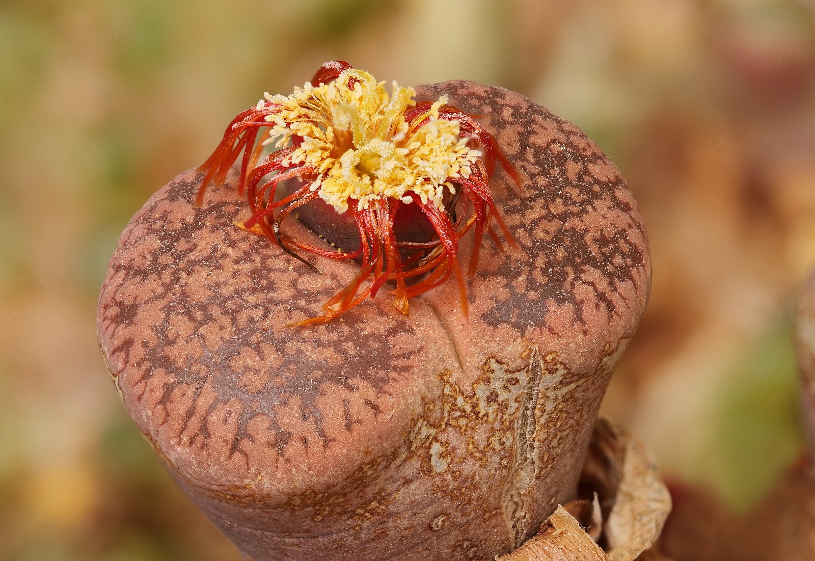 Nazwa:  Lithops294351-68d.jpg
Wyświetleń: 143
Rozmiar:  528,3 KB