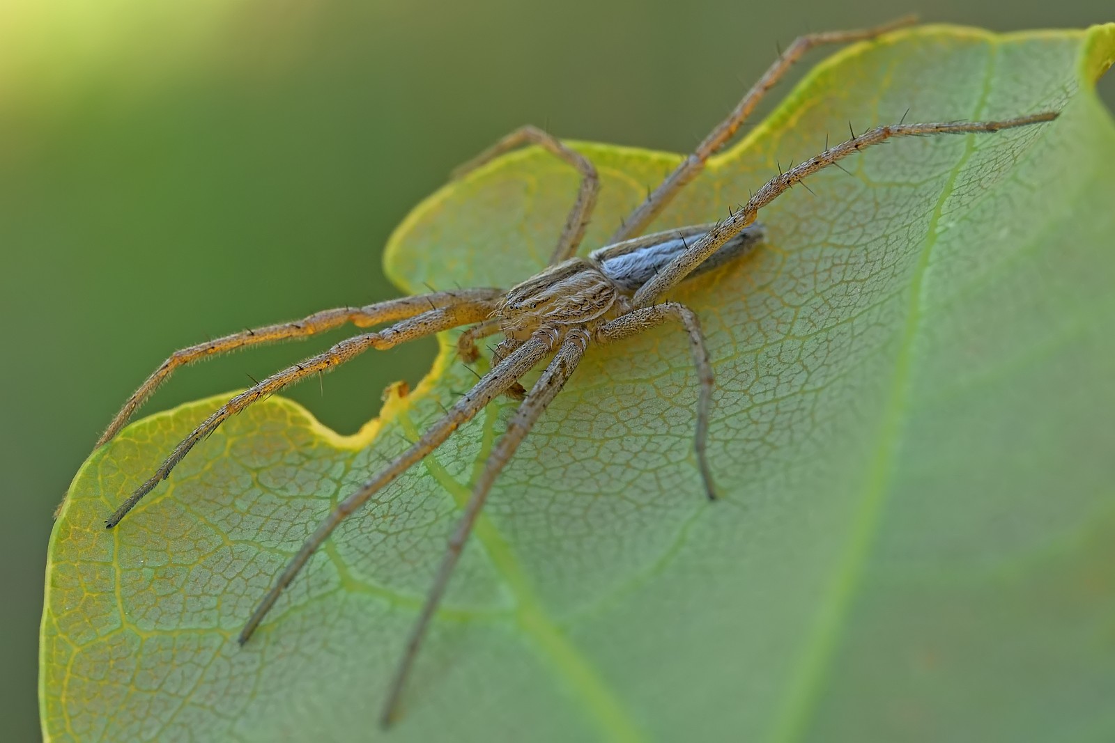 Nazwa:  52380473652_00f3837c80_o.jpg
Wyświetleń: 117
Rozmiar:  212,2 KB