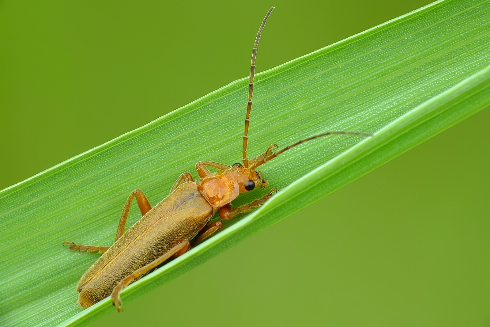 Nazwa:  52383920158_5fcbbfd036_o.jpg
Wyświetleń: 121
Rozmiar:  291,5 KB