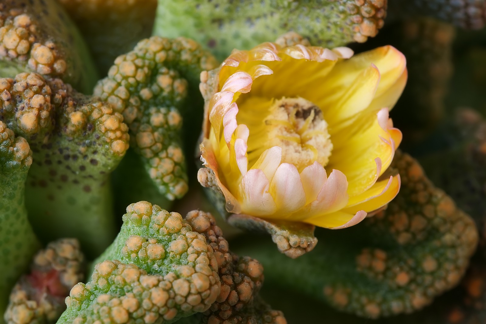 Nazwa:  Titanopsis296283df.jpg
Wyświetleń: 119
Rozmiar:  269,7 KB