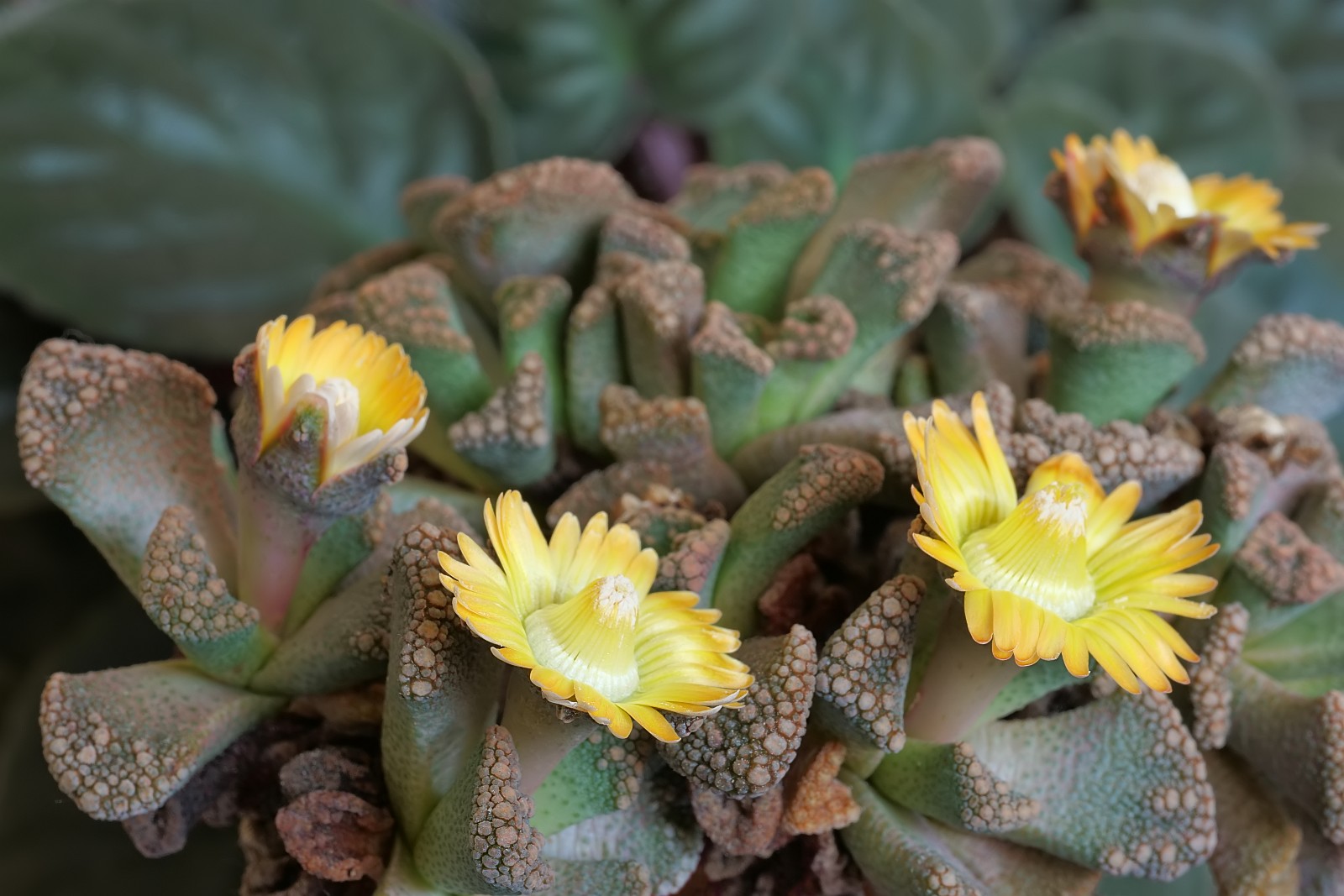 Nazwa:  Titanopsis296292df.jpg
Wyświetleń: 103
Rozmiar:  250,5 KB