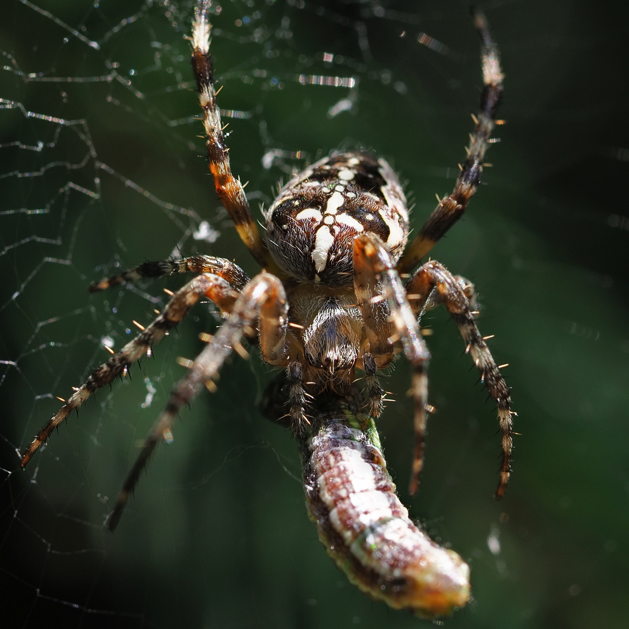 Nazwa:  pajak3.jpg
Wyświetleń: 367
Rozmiar:  1,37 MB
