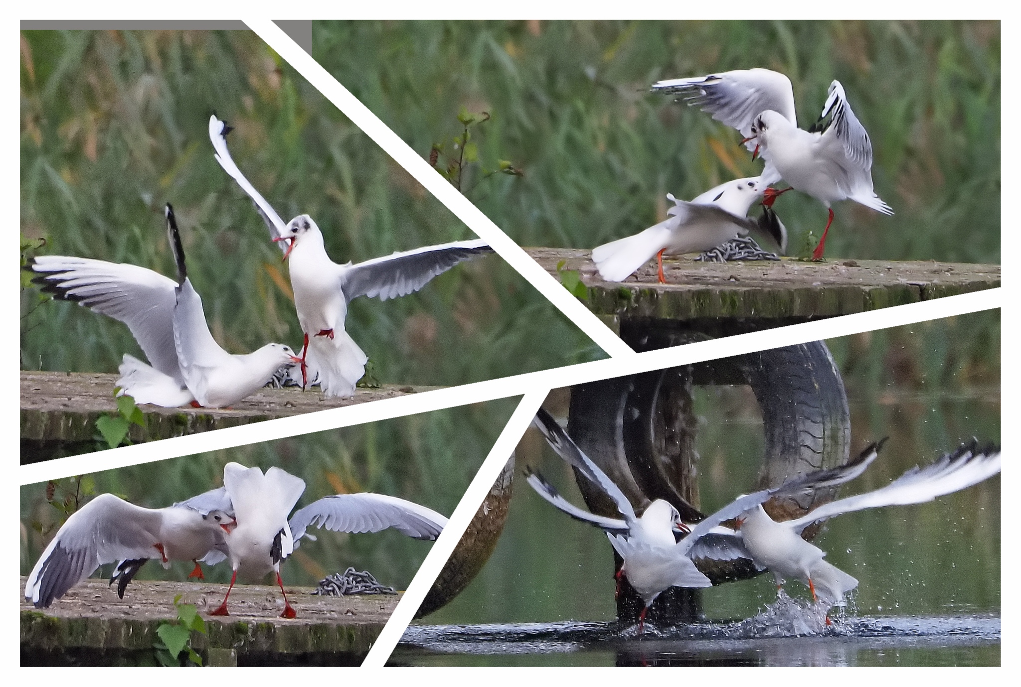 Nazwa:  mewy_2048.jpg
Wyświetleń: 349
Rozmiar:  1,25 MB