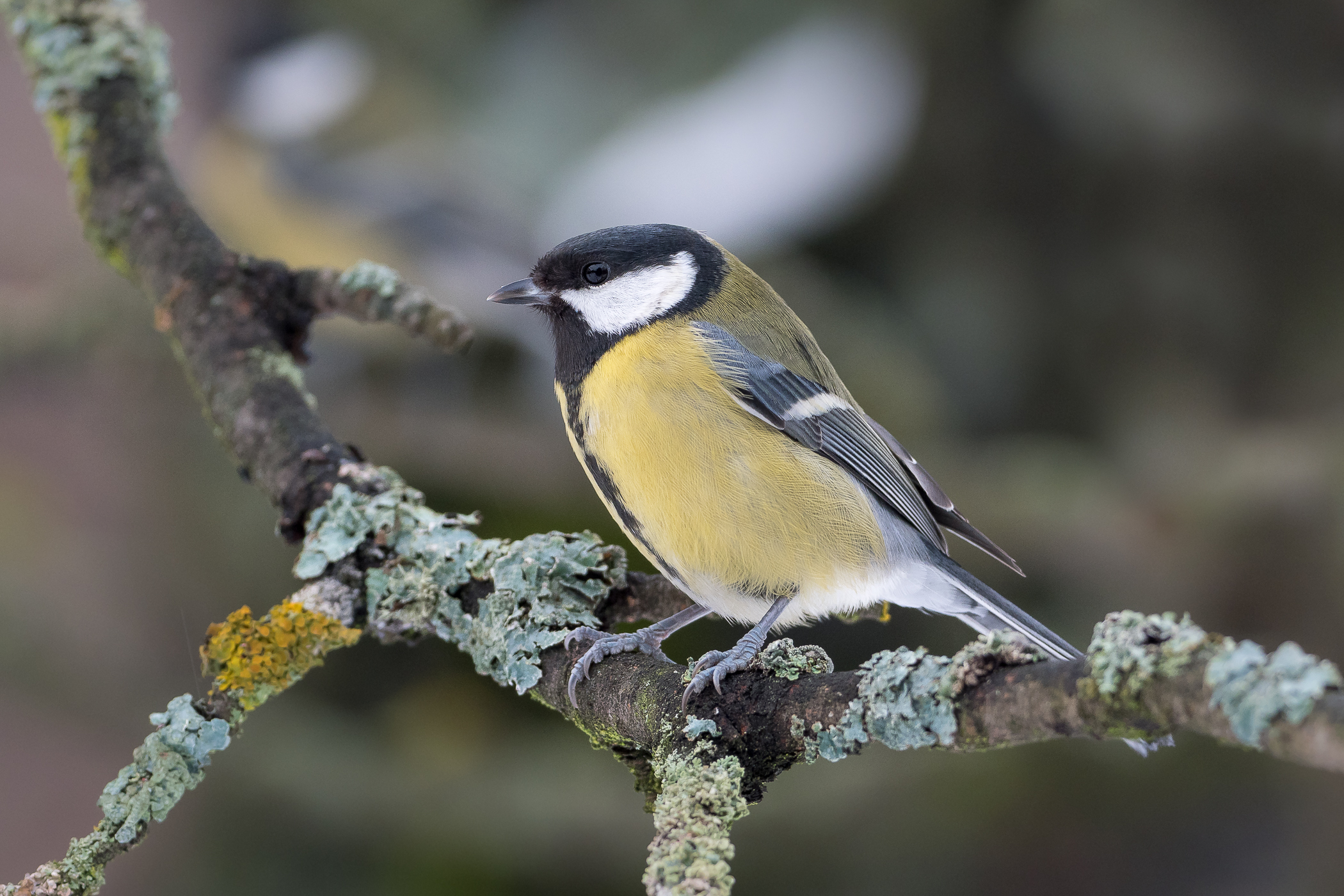 Nazwa:  PC210003.jpg
Wyświetleń: 274
Rozmiar:  1,68 MB