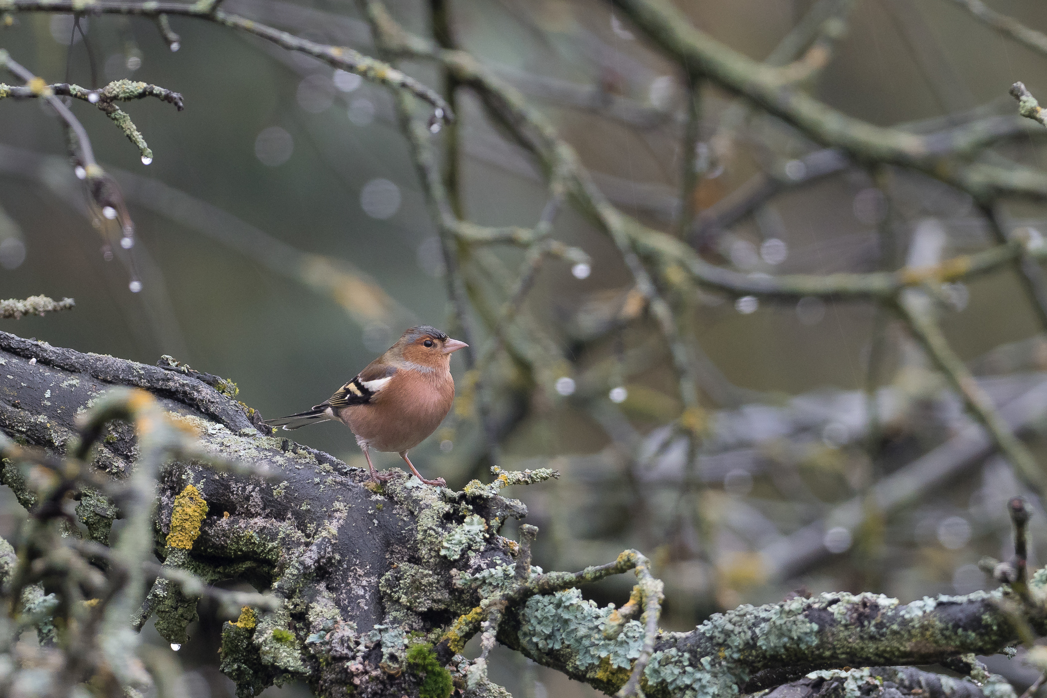 Nazwa:  PC260035.jpg
Wyświetleń: 211
Rozmiar:  2,01 MB