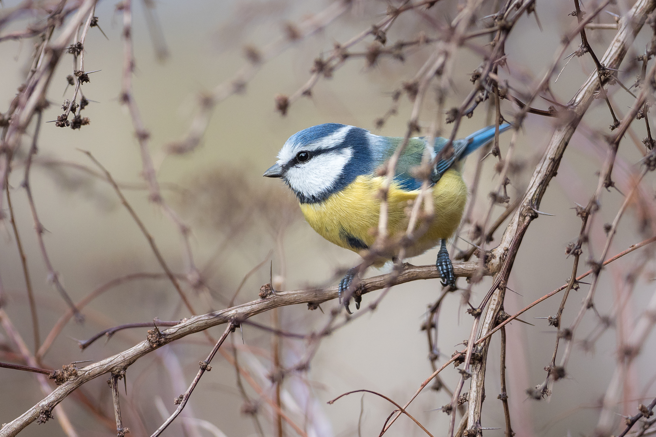 Nazwa:  PC270011.jpg
Wyświetleń: 166
Rozmiar:  2,05 MB