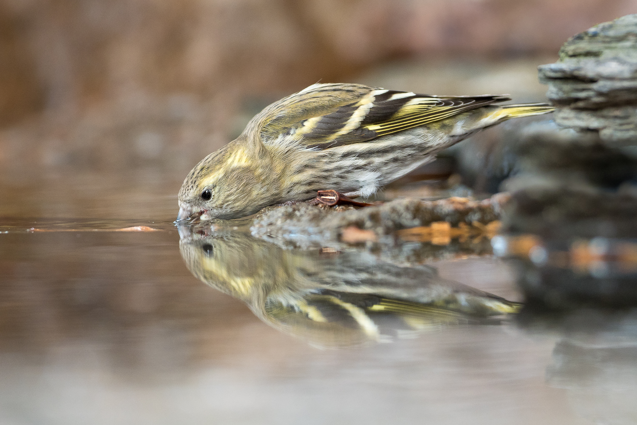 Nazwa:  P1030030.jpg
Wyświetleń: 211
Rozmiar:  2,01 MB