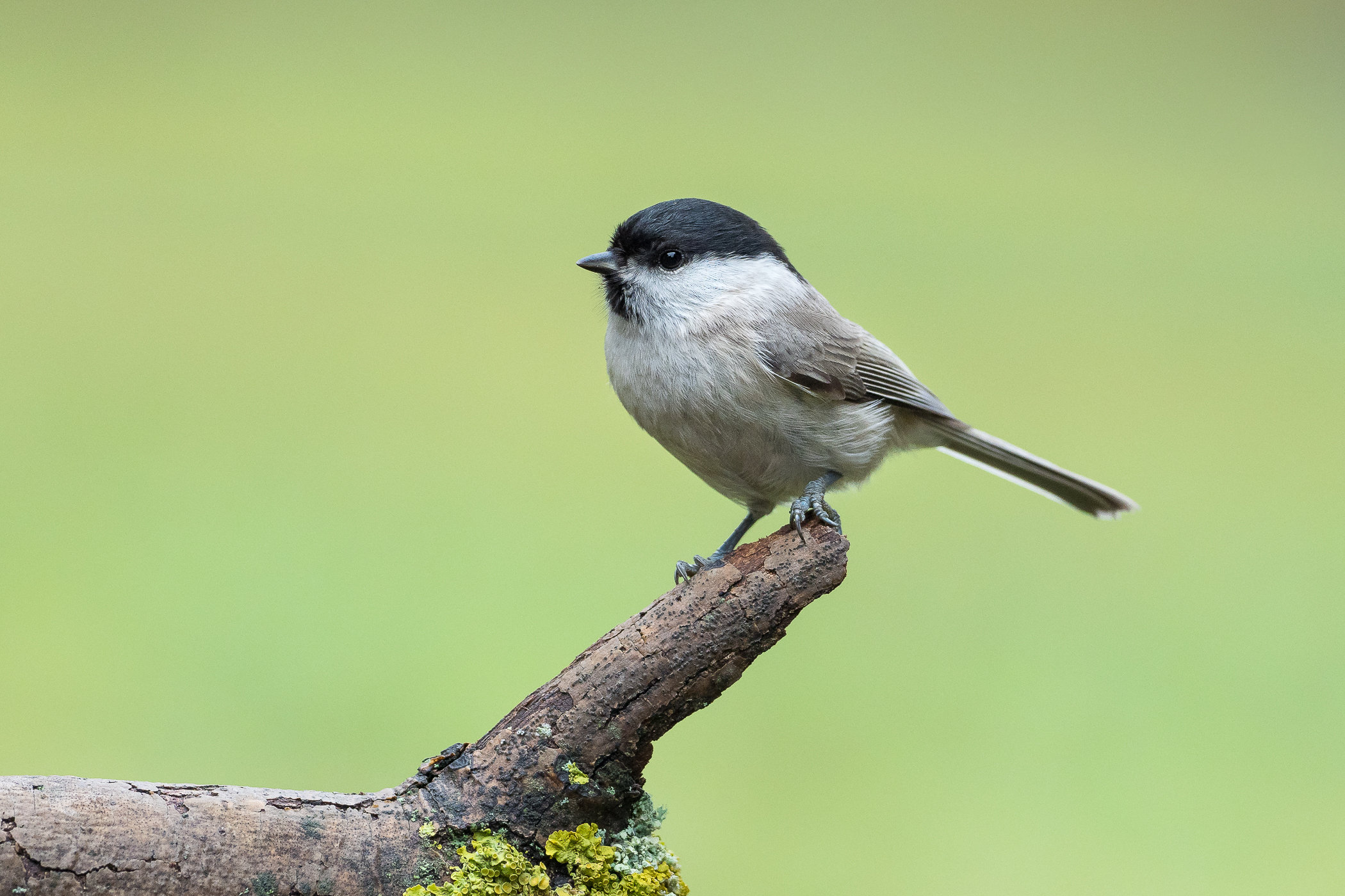 Nazwa:  P1110022.jpg
Wyświetleń: 178
Rozmiar:  1,98 MB