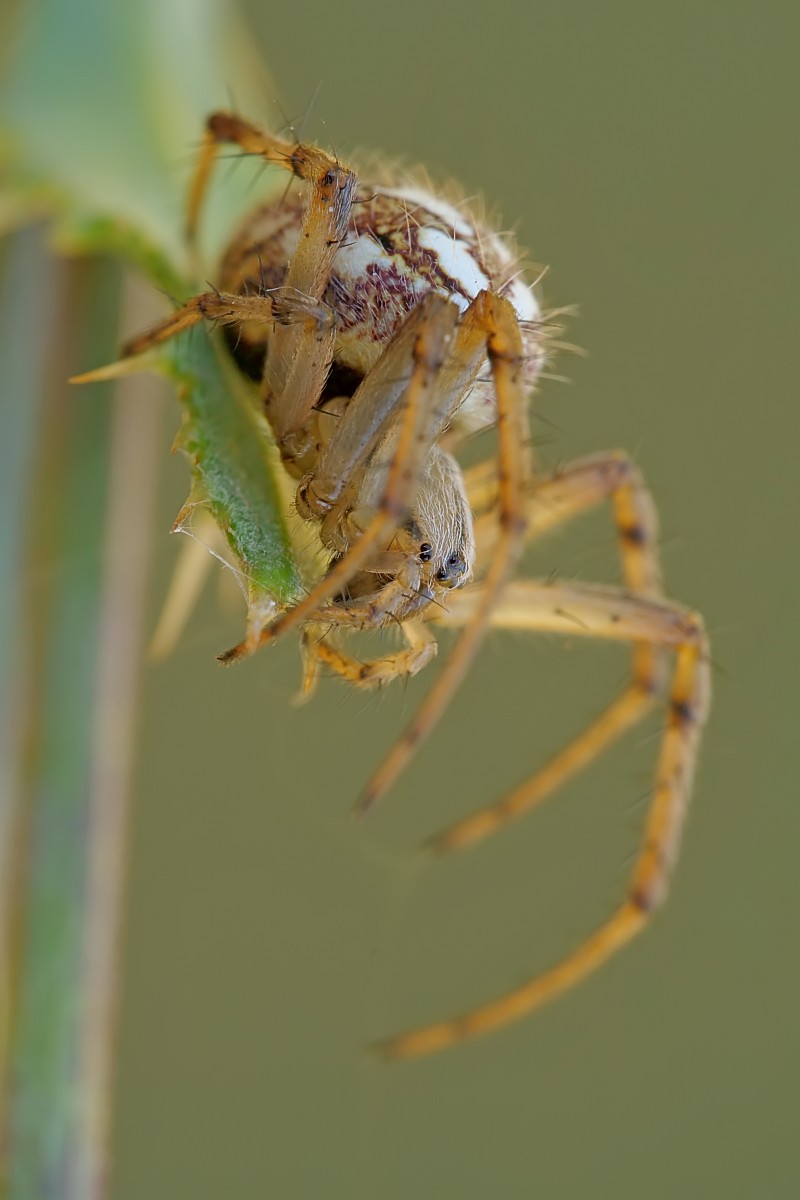 Nazwa:  52538946275_bcd701daf6_o.jpg
Wyświetleń: 165
Rozmiar:  88,0 KB