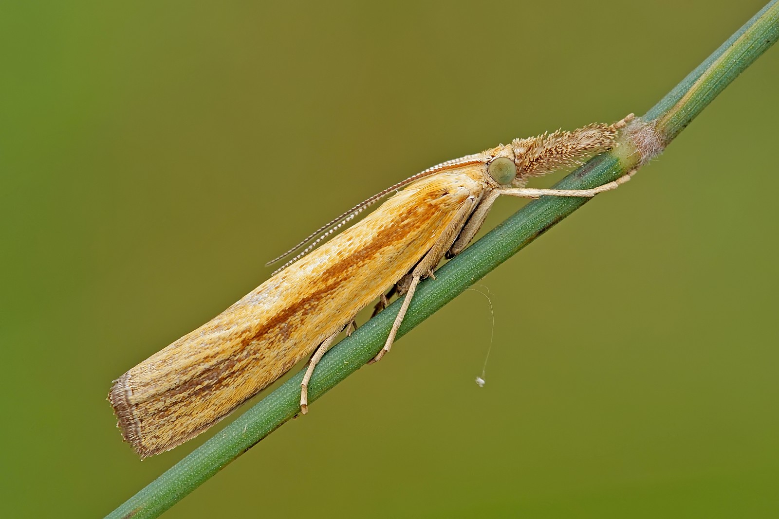 Nazwa:  52540729235_e7b3618556_o.jpg
Wyświetleń: 164
Rozmiar:  207,5 KB