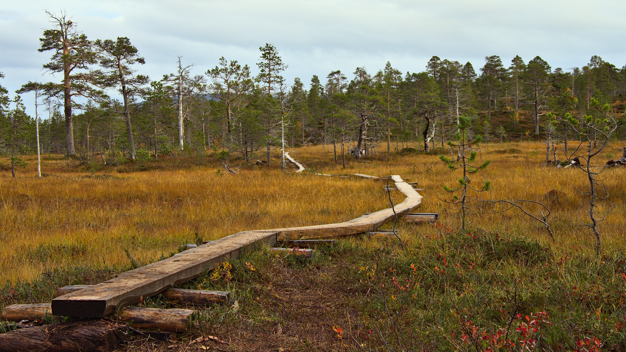 Nazwa:  KS243438.jpg
Wyświetleń: 172
Rozmiar:  3,81 MB