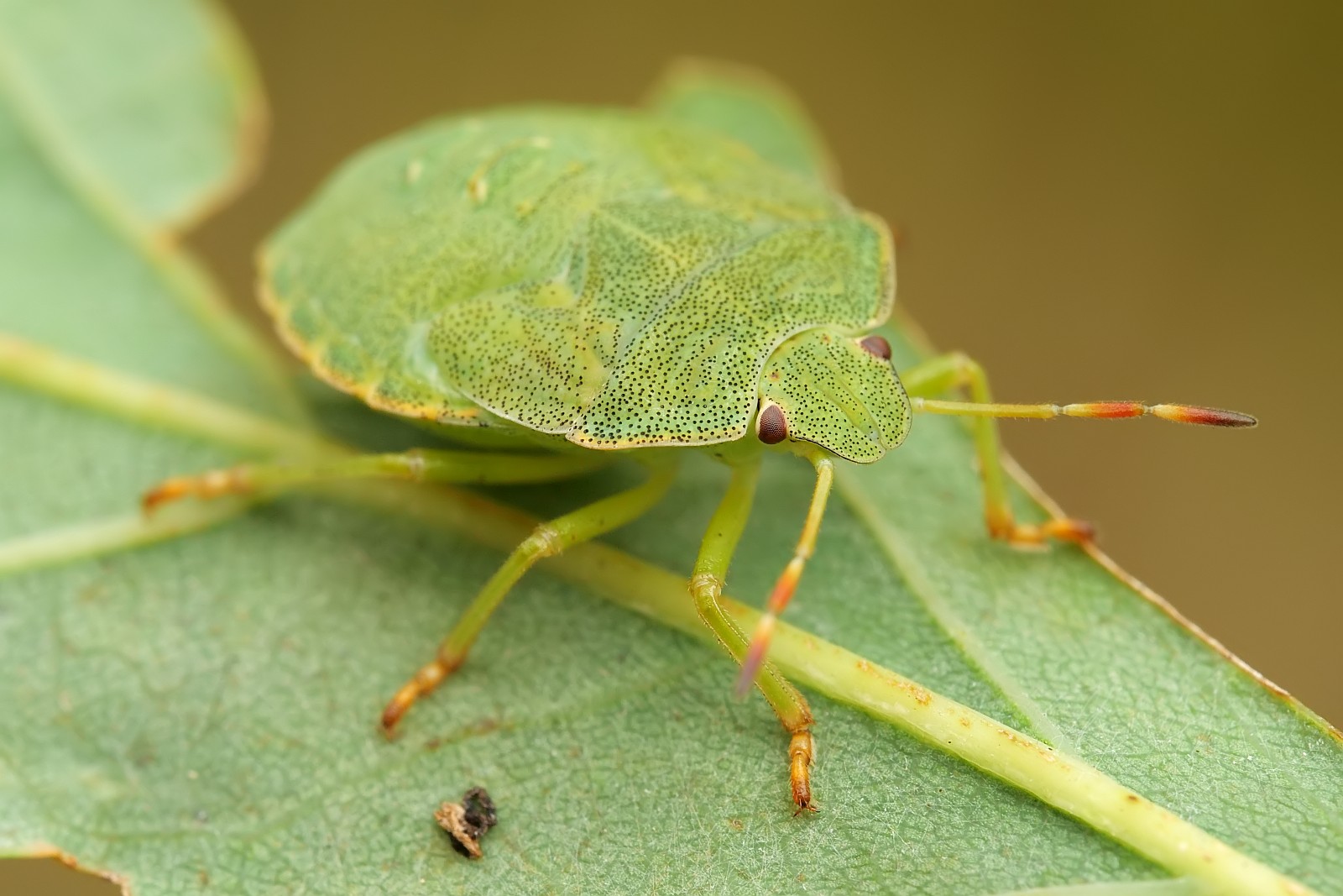 Nazwa:  52545611295_90faf75b97_o.jpg
Wyświetleń: 138
Rozmiar:  239,3 KB