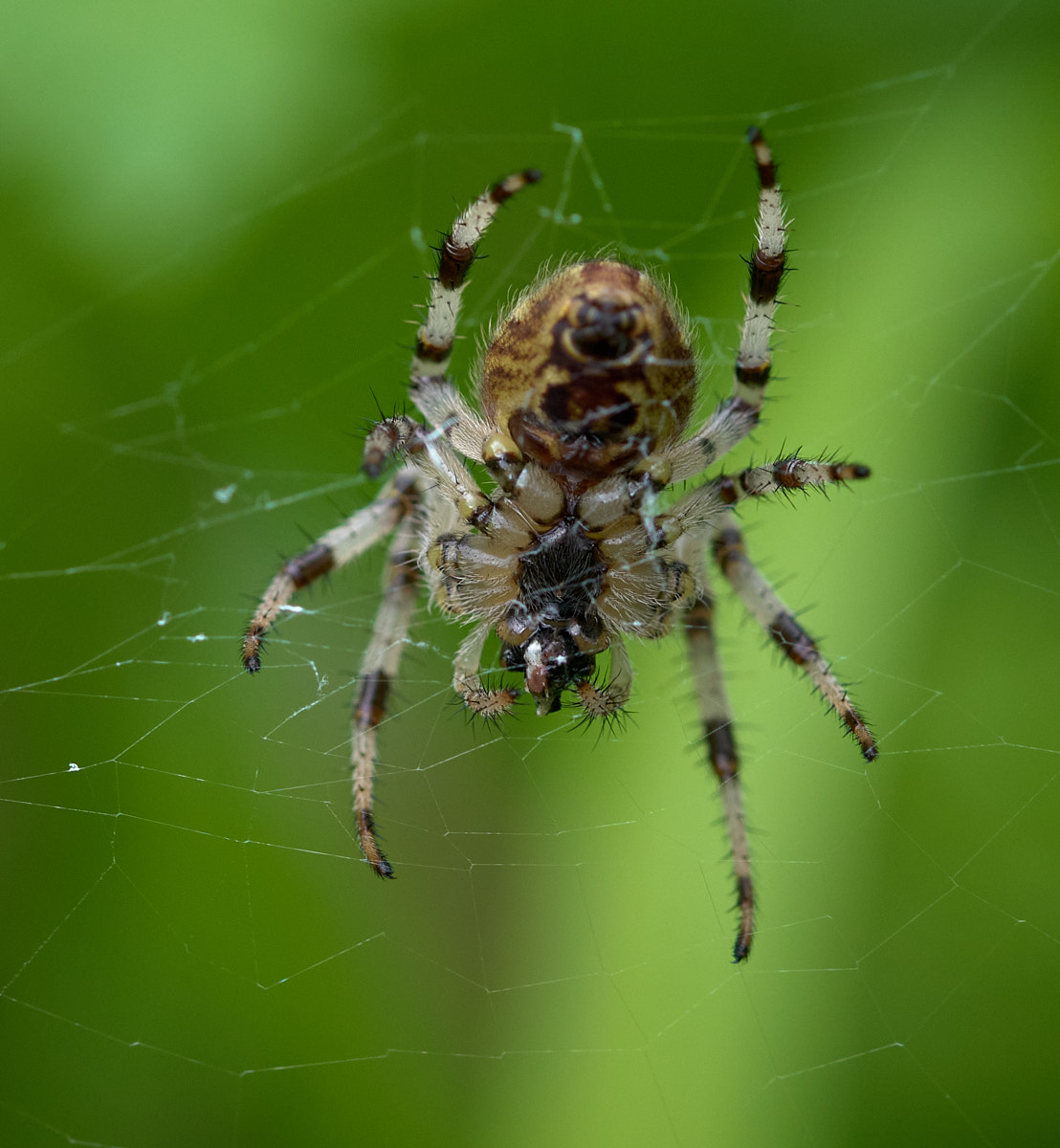 Nazwa:  _2220510.jpg
Wyświetleń: 131
Rozmiar:  203,9 KB