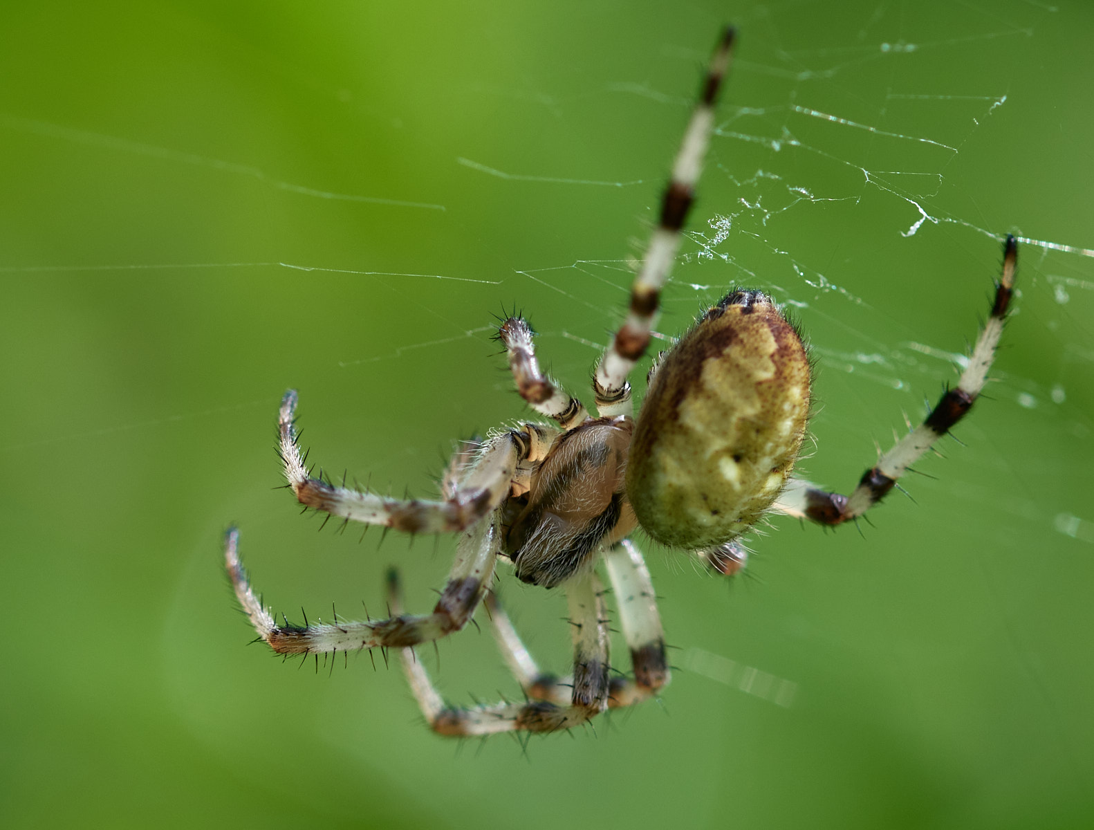 Nazwa:  _2220515.jpg
Wyświetleń: 143
Rozmiar:  245,9 KB