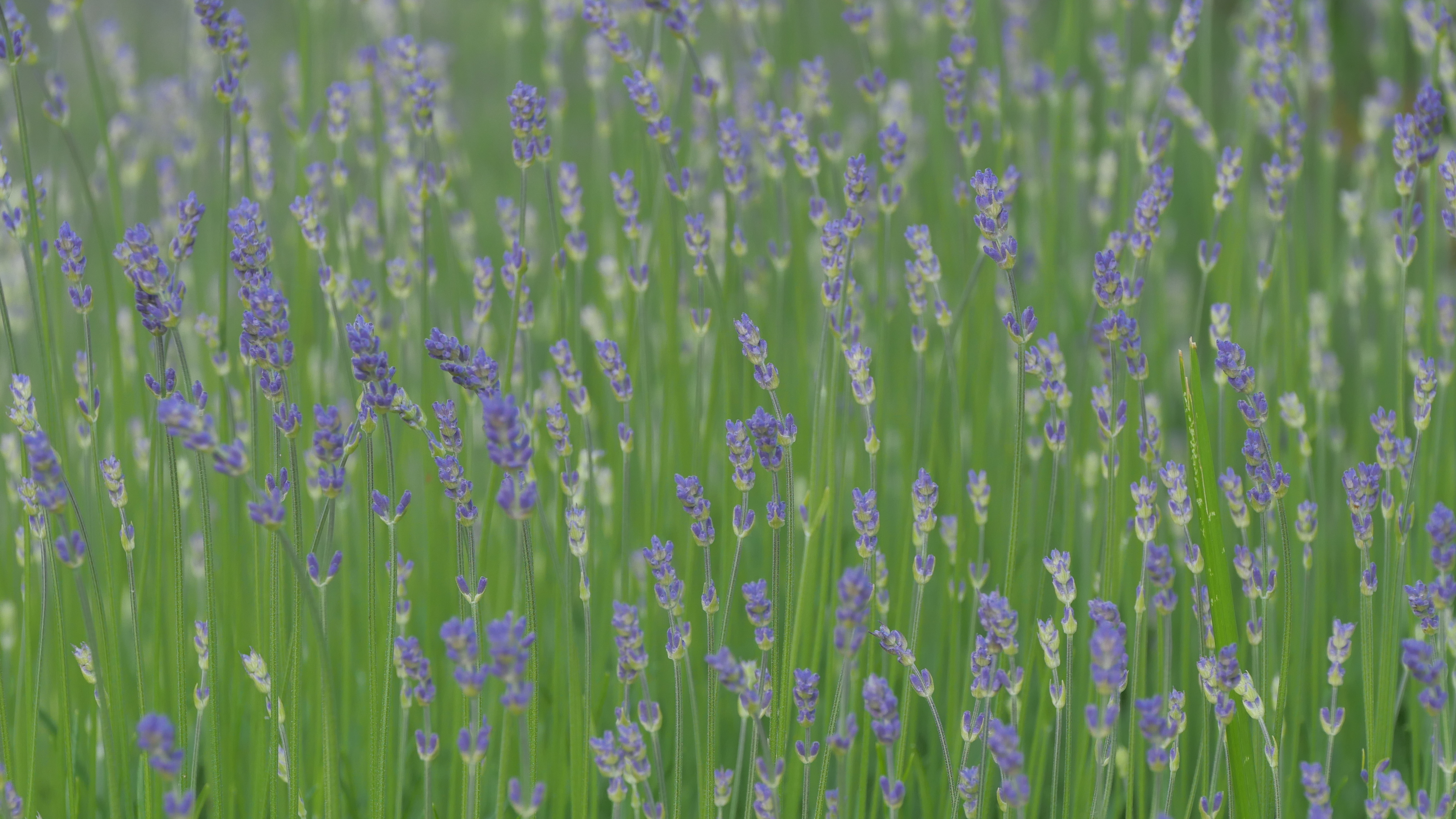 Nazwa:  P1013051m.JPG
Wyświetleń: 149
Rozmiar:  2,47 MB