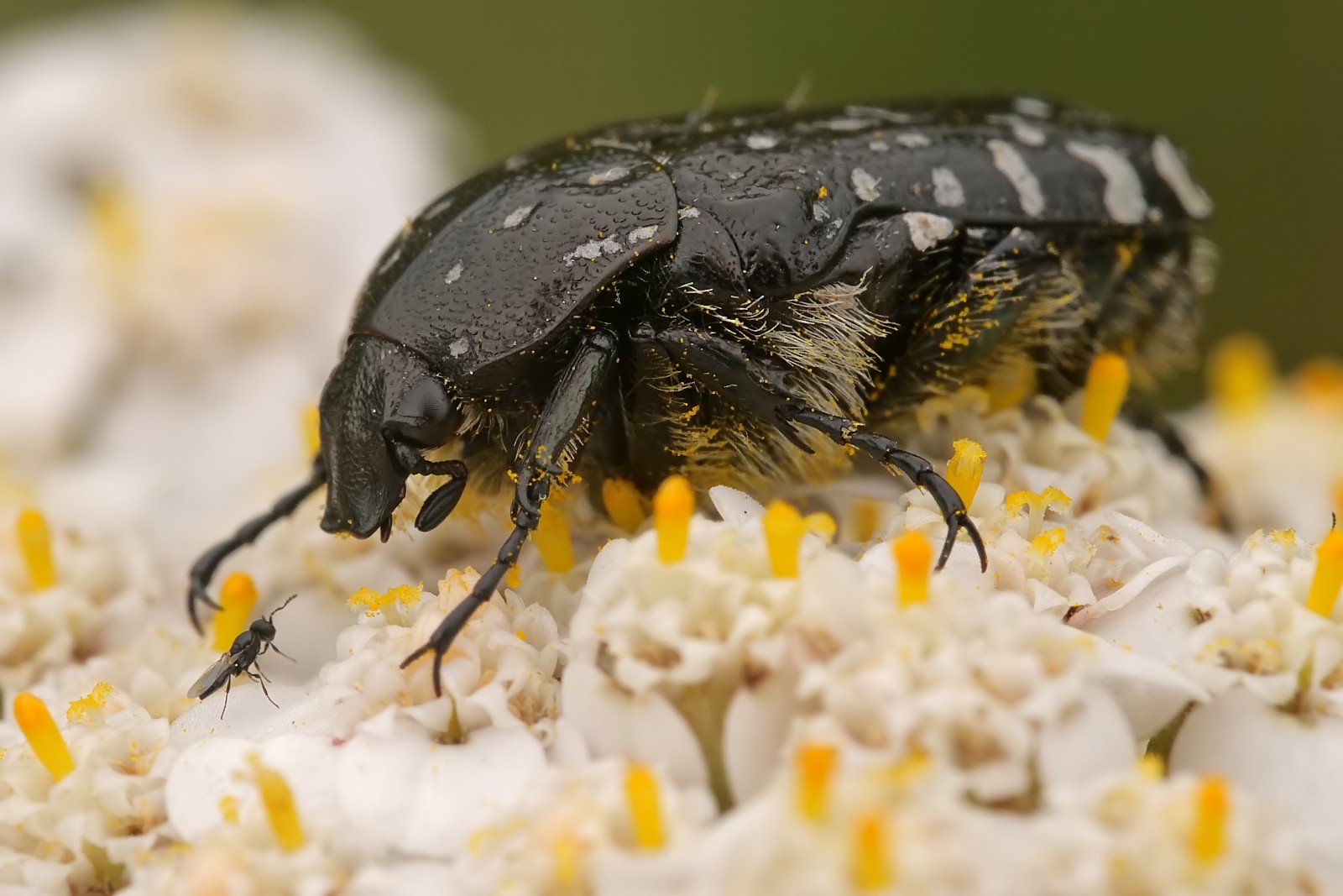 Nazwa:  52549865763_a0bb68012f_o.jpg
Wyświetleń: 105
Rozmiar:  240,7 KB