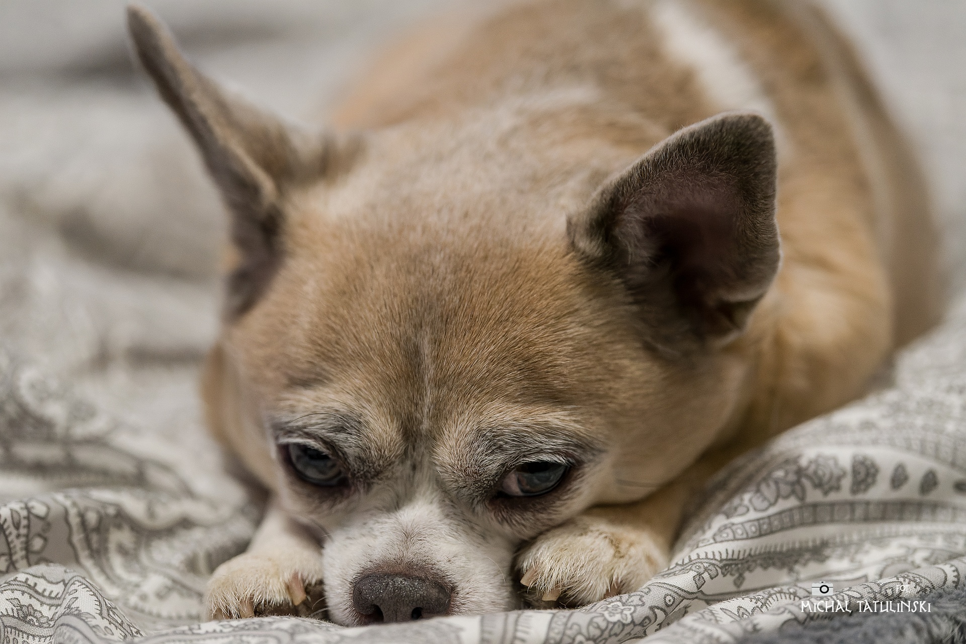 Nazwa:  DSC00142-ARW_DxO_DeepPRIME.jpg
Wyświetleń: 174
Rozmiar:  900,7 KB