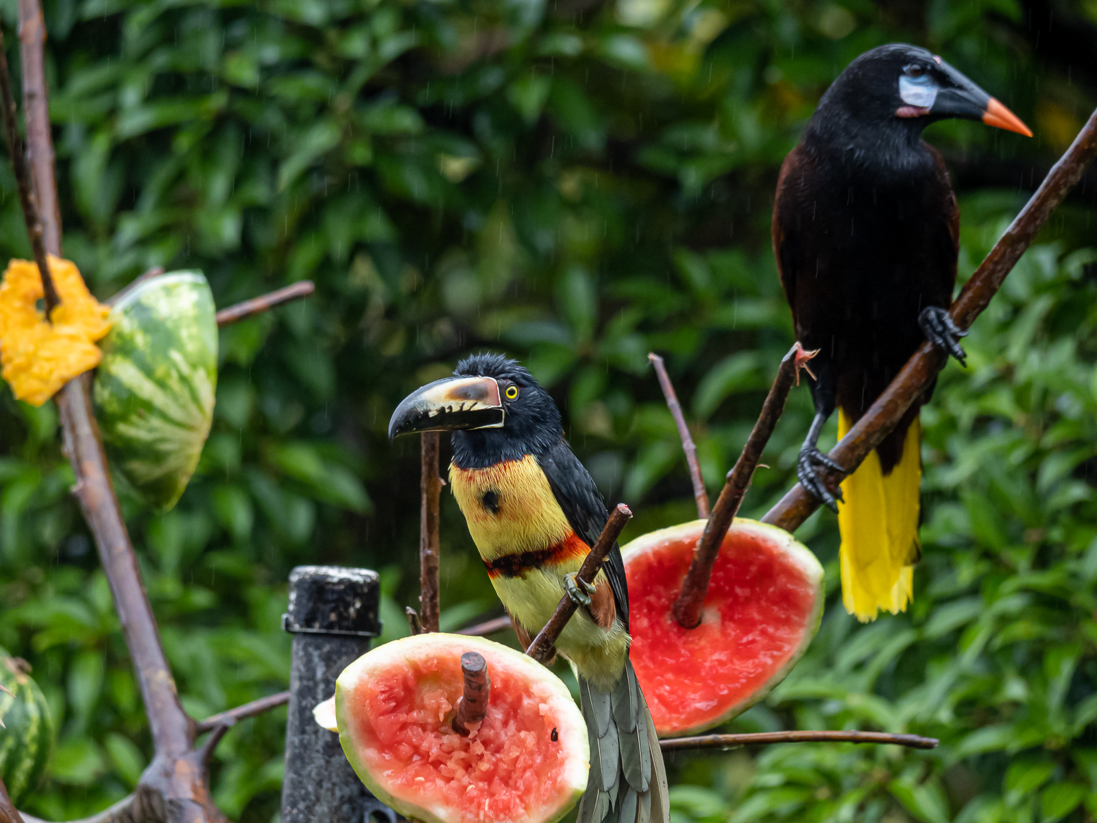 Nazwa:  _1210827.jpg
Wyświetleń: 170
Rozmiar:  1,25 MB