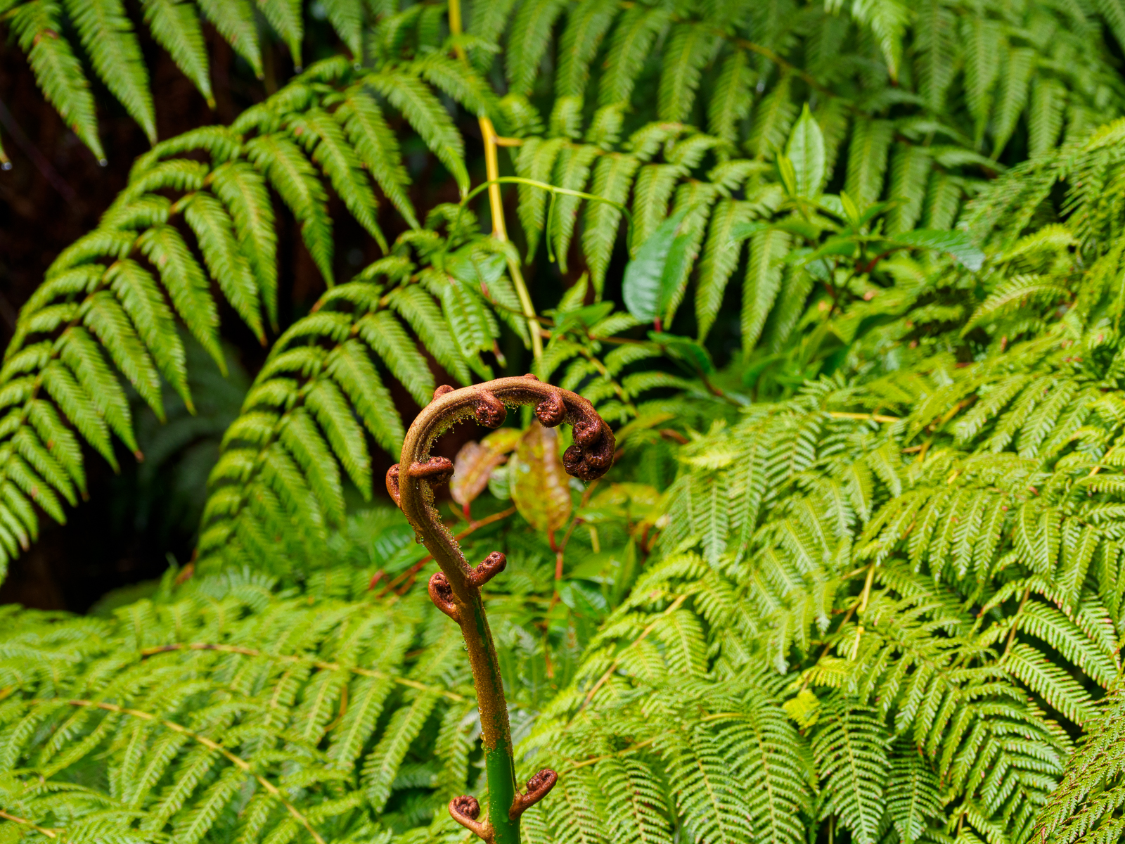 Nazwa:  _1150035.jpg
Wyświetleń: 138
Rozmiar:  1,97 MB