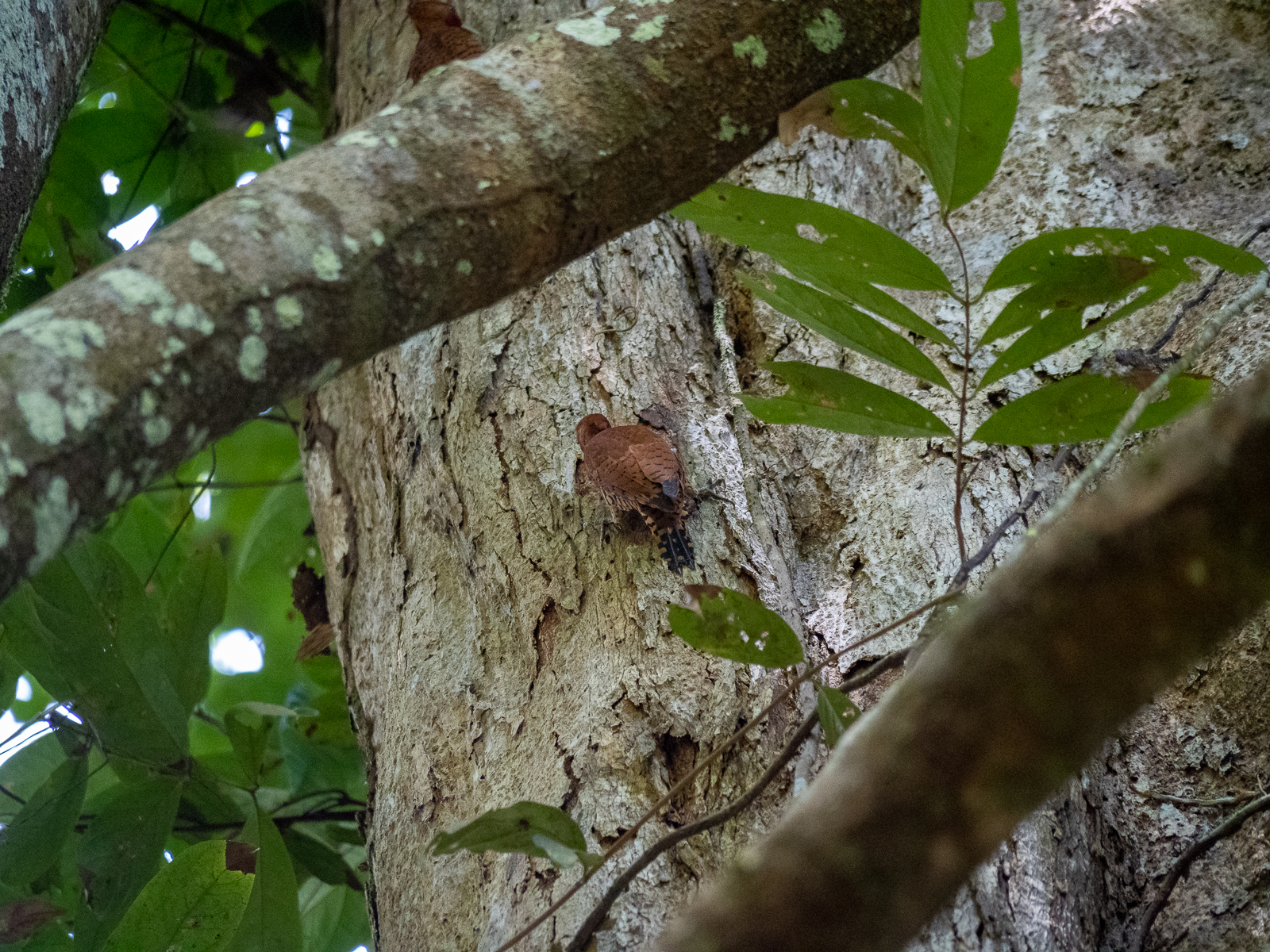 Nazwa:  _1241217.jpg
Wyświetleń: 125
Rozmiar:  1,77 MB