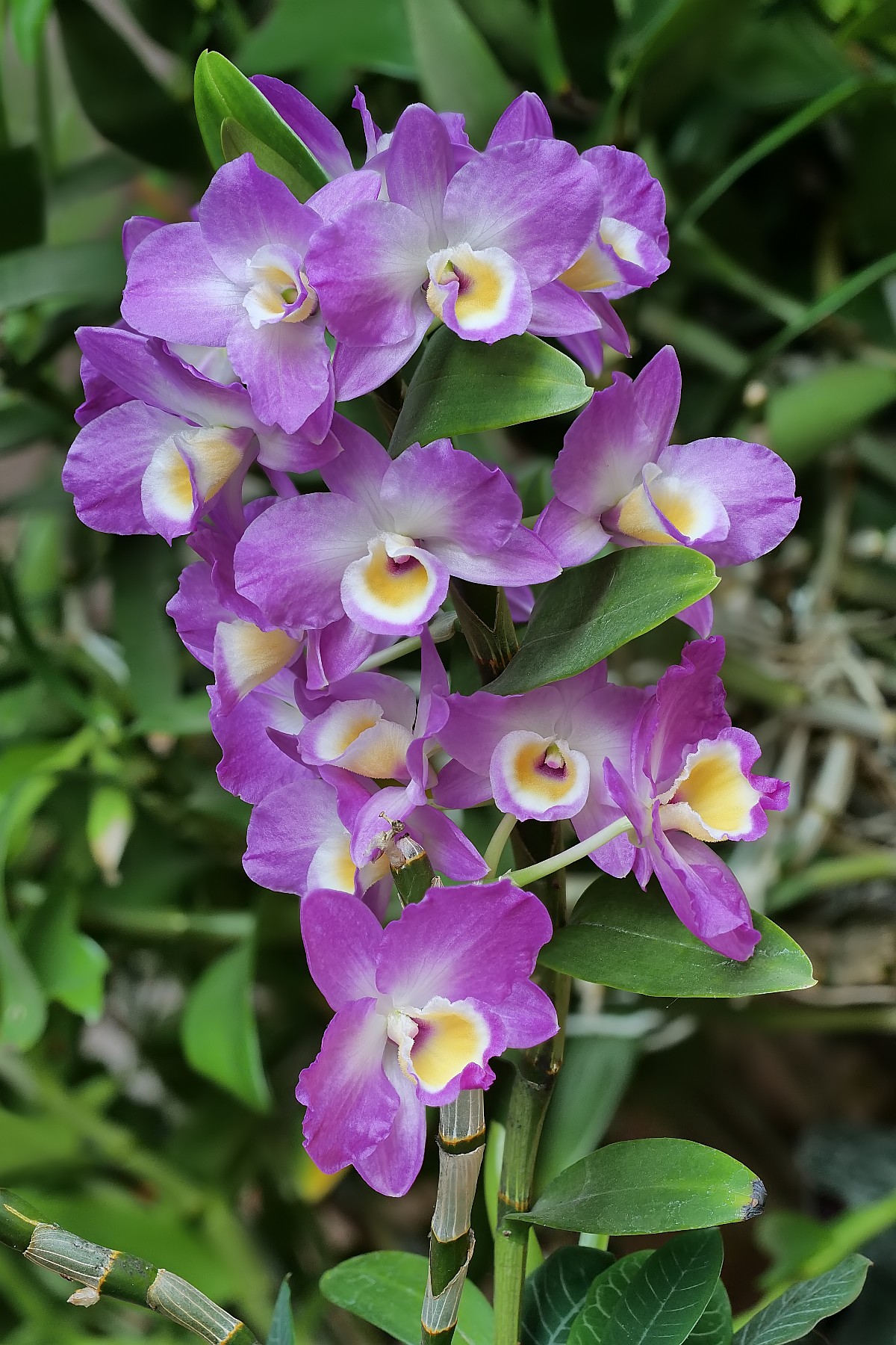 Nazwa:  Dendrobium301593-98df.jpg
Wyświetleń: 69
Rozmiar:  497,5 KB