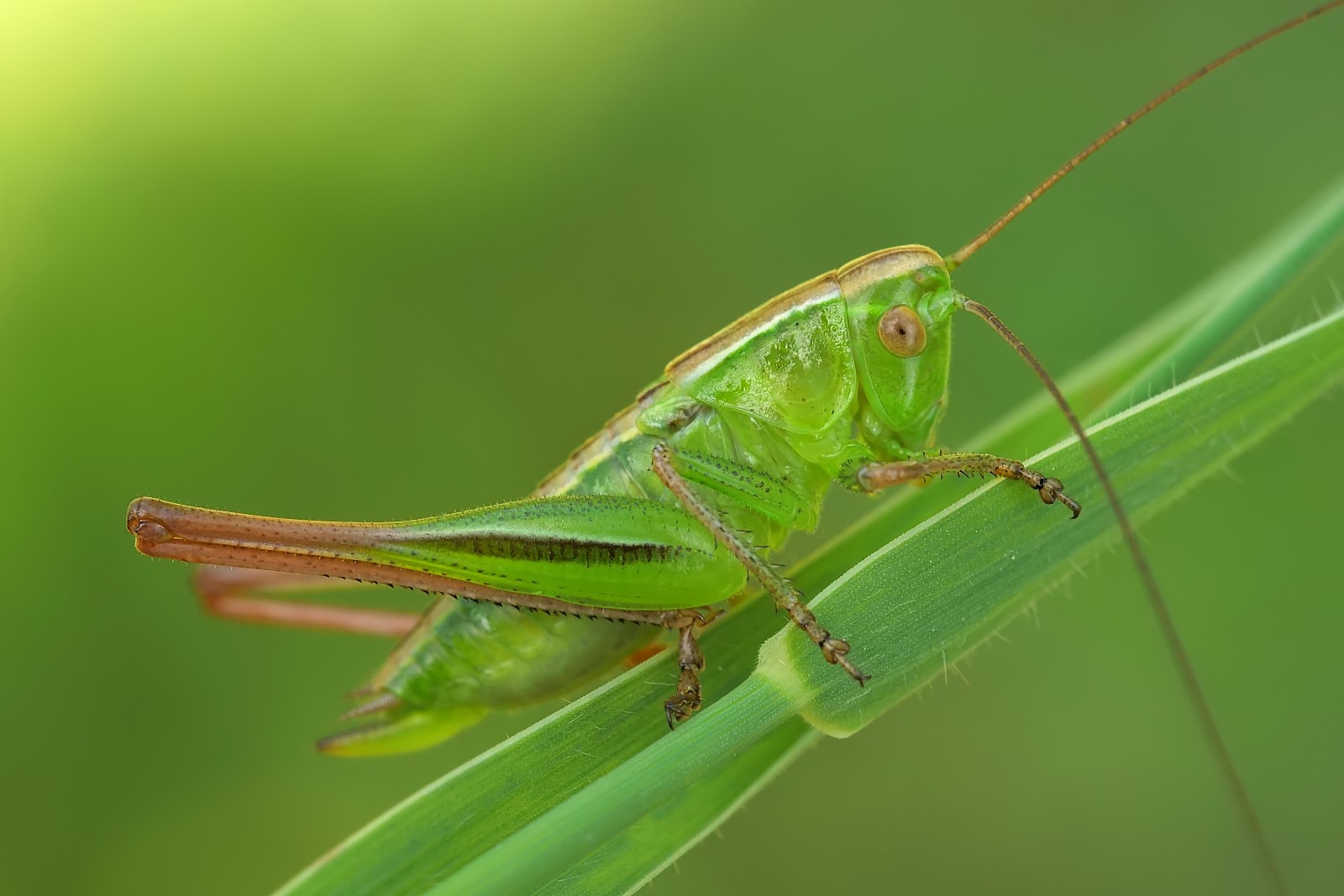 Nazwa:  52625195821_c9ff98fdbd_o.jpg
Wyświetleń: 113
Rozmiar:  172,8 KB