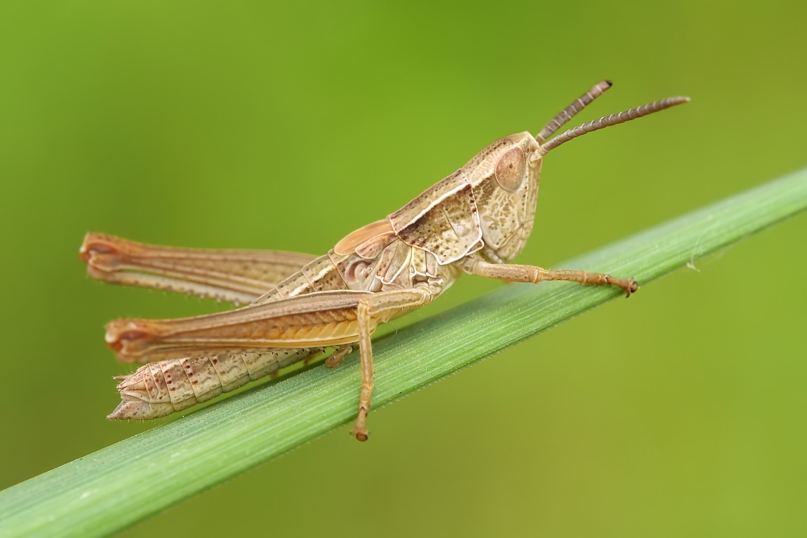 Nazwa:  52627328803_6a21b7cf94_o.jpg
Wyświetleń: 89
Rozmiar:  159,5 KB